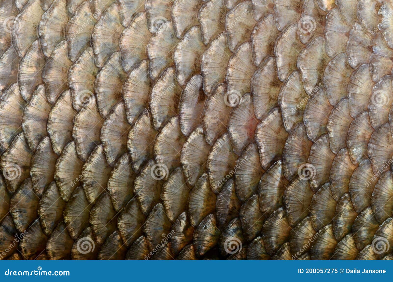 The Fish Scale Close Up. Real Ide Fish Scales Background Stock Image -  Image of aquarium, scale: 200057275