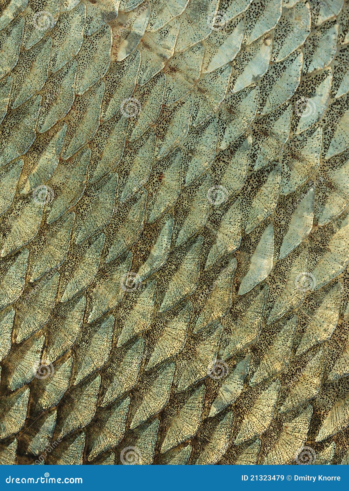 Fish Scale Texture Royalty Free Stock Images Image 21323479