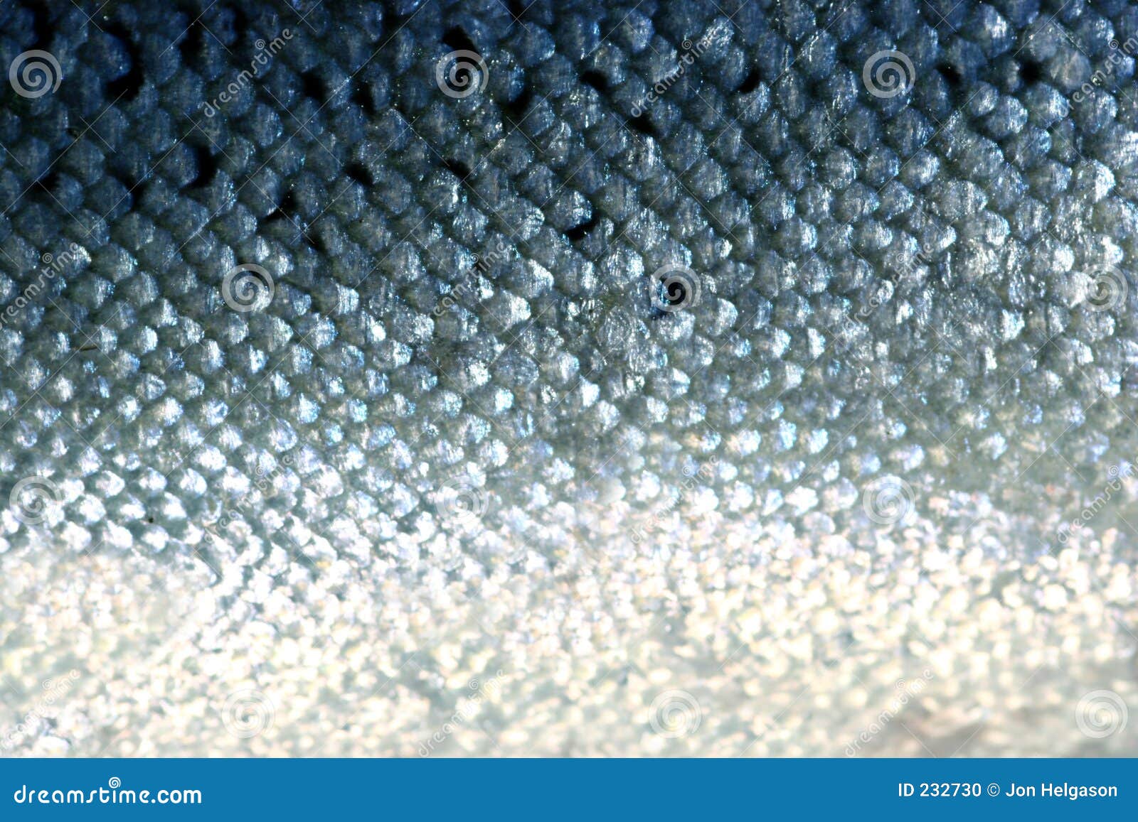 3,601 Blue Fish Scales Stock Photos - Free & Royalty-Free Stock Photos from  Dreamstime