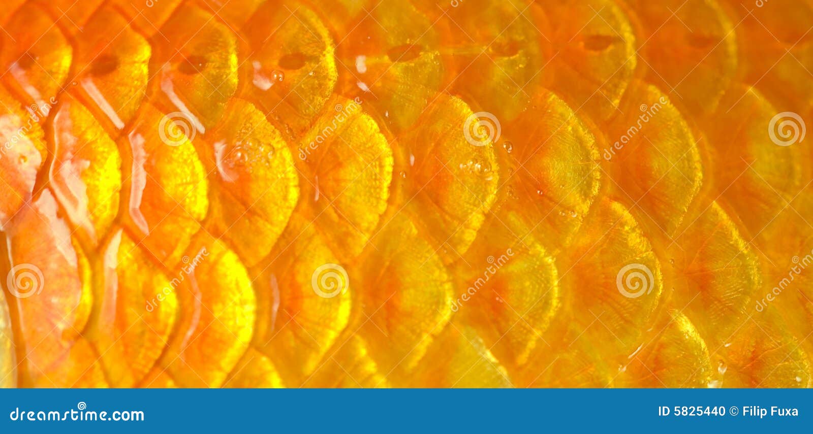 Fish scales stock photo. Image of nature, color, fauna 5825440