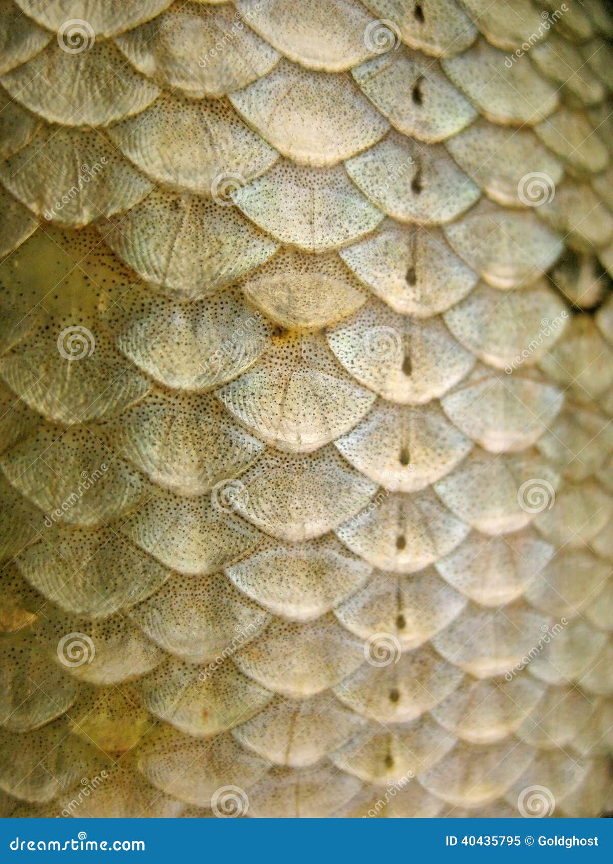 Fish scales stock image. Image of closeup, area, banner - 40435795