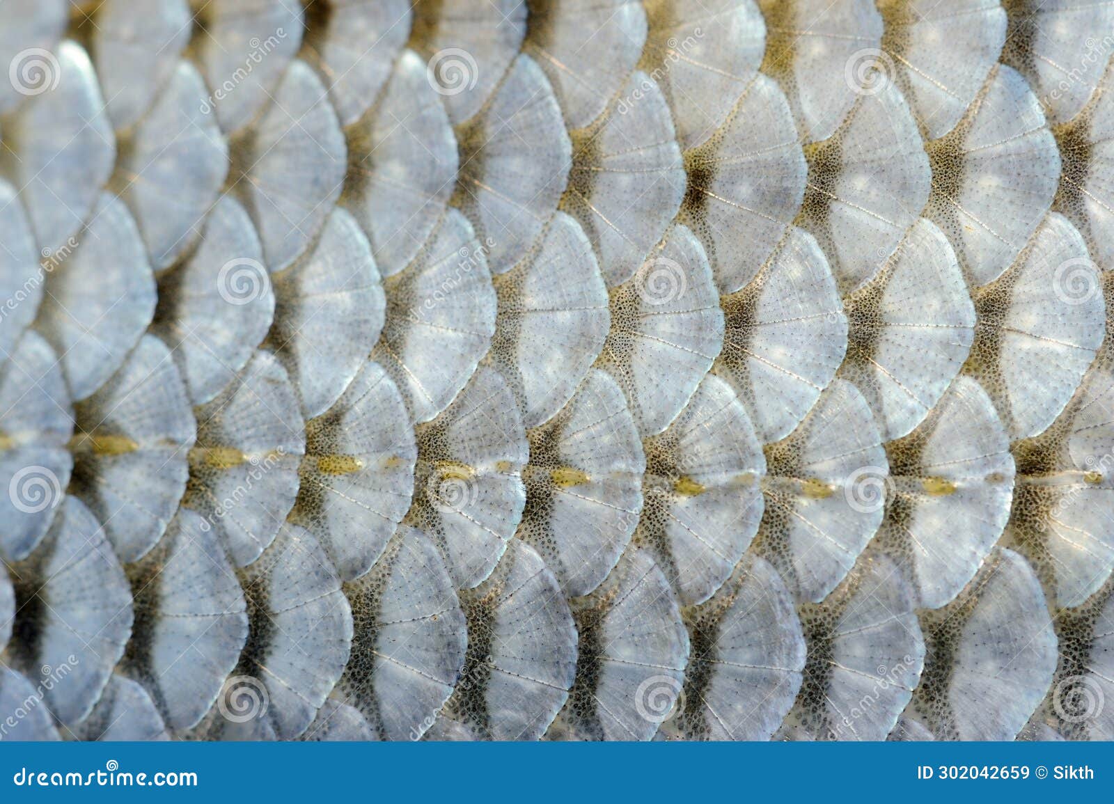 https://thumbs.dreamstime.com/z/fish-scales-macro-intricate-details-fish-scales-unique-patterns-textures-colors-form-protective-outer-layer-302042659.jpg