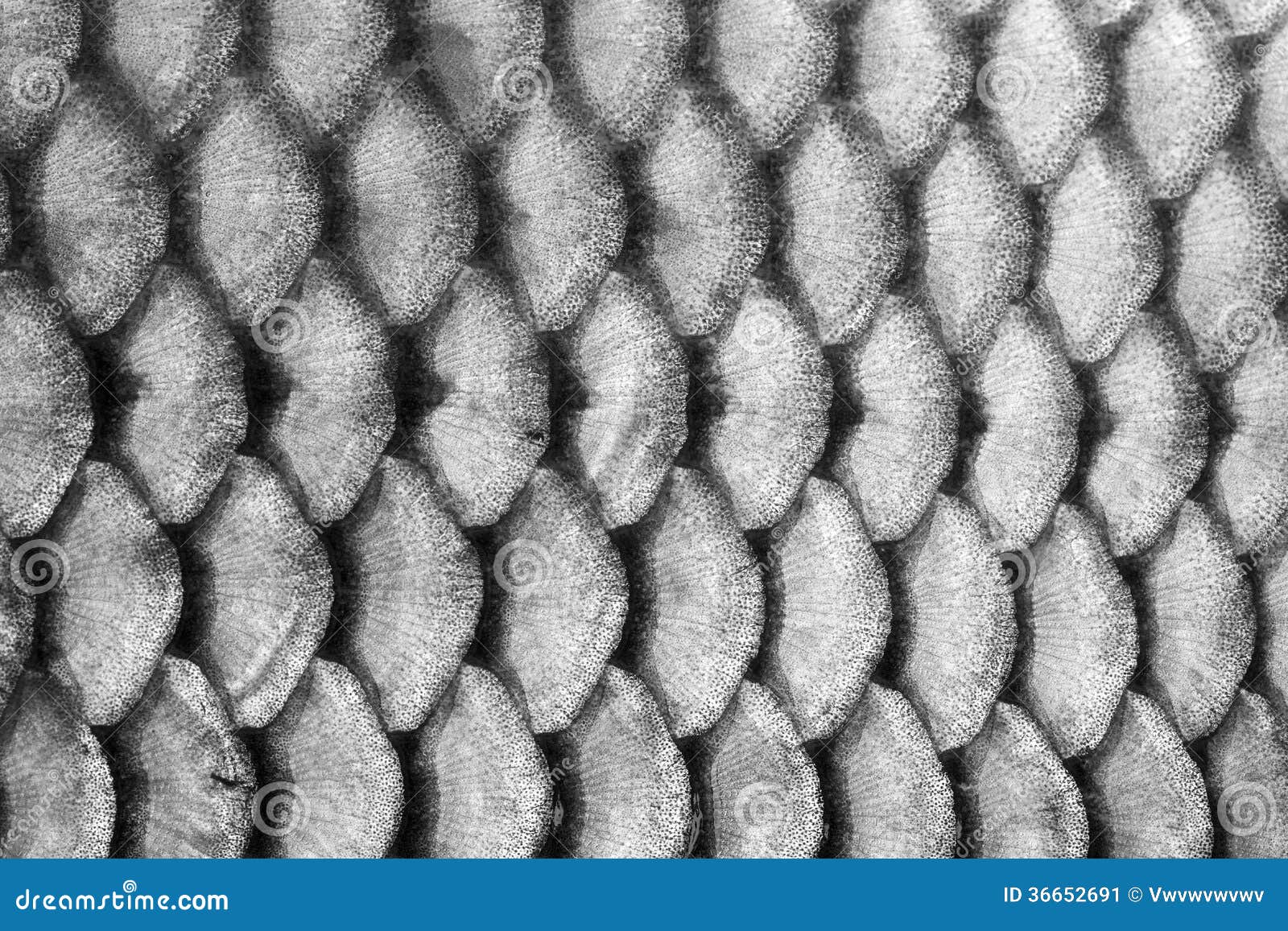 Fish scales stock image. Image of white, overlap, texture - 36652691