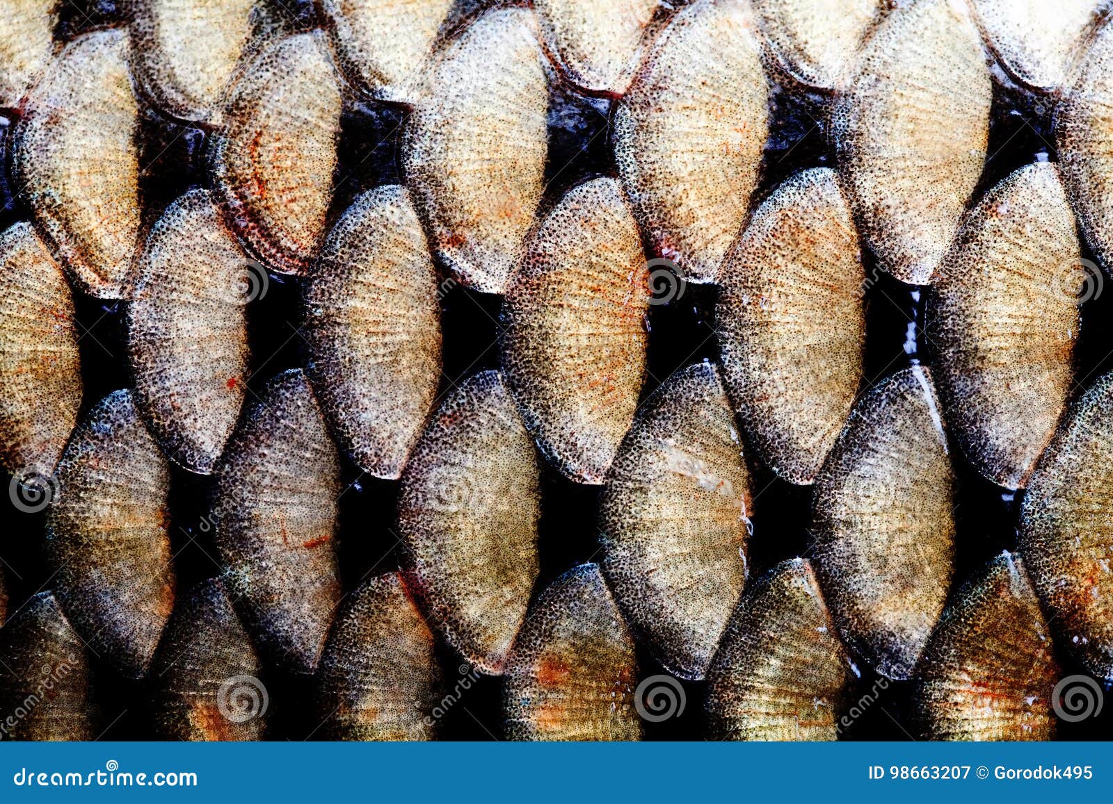 macro fish fins and scales macro fish fins and scales