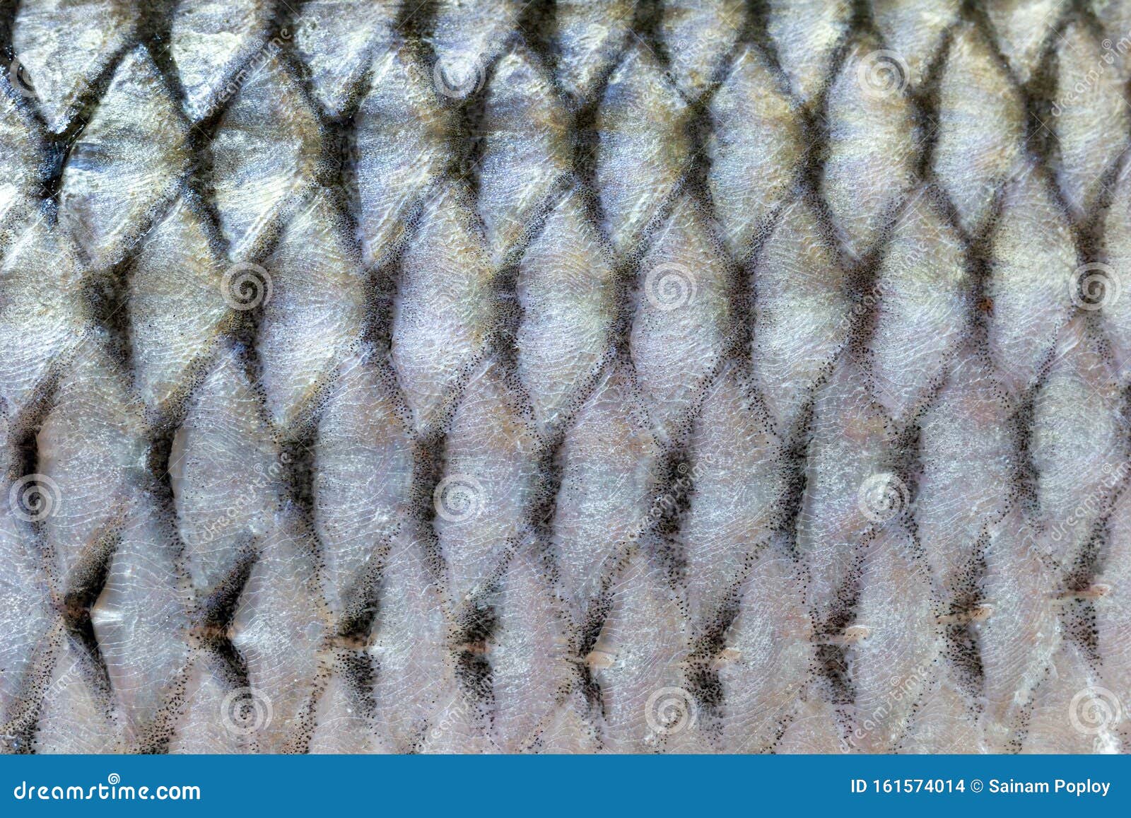 Fish scales texture. stock photo. Image of pattern, campaign