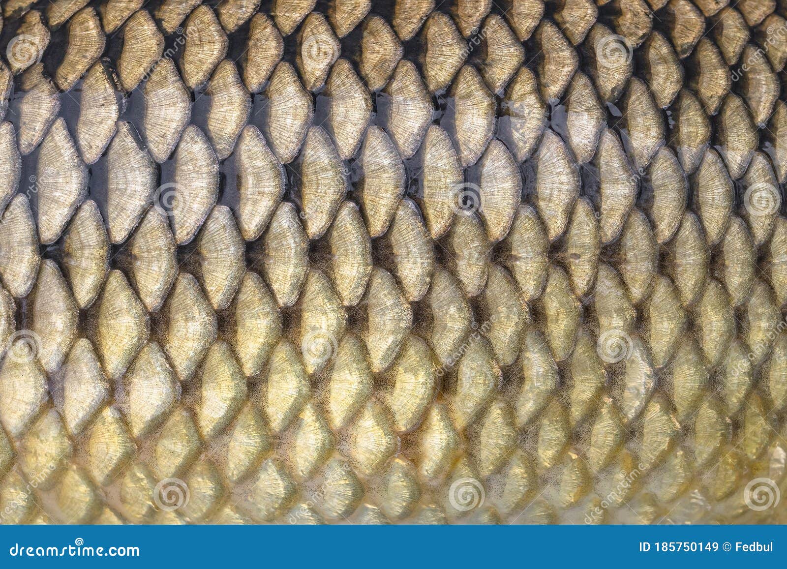 Fish Scales Texture. Skin of Carp Stock Image - Image of