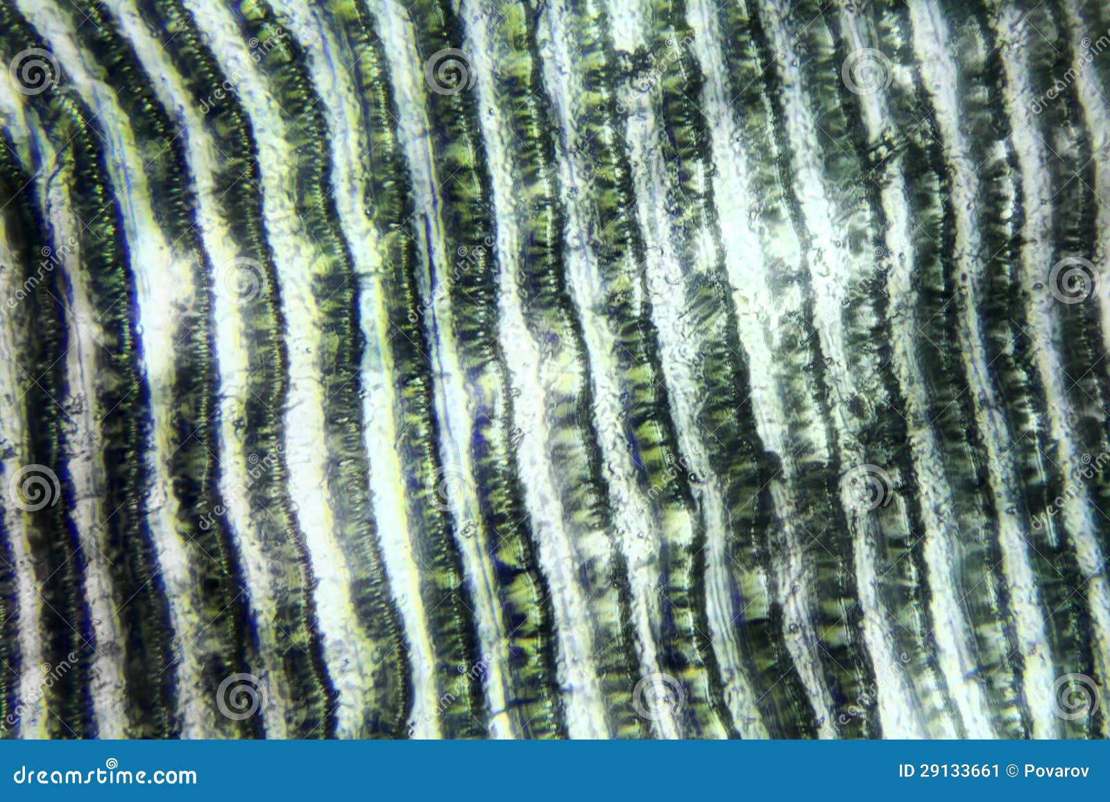 Fish Scales Under the Microscope Stock Image - Image of fishery, flow:  29133661