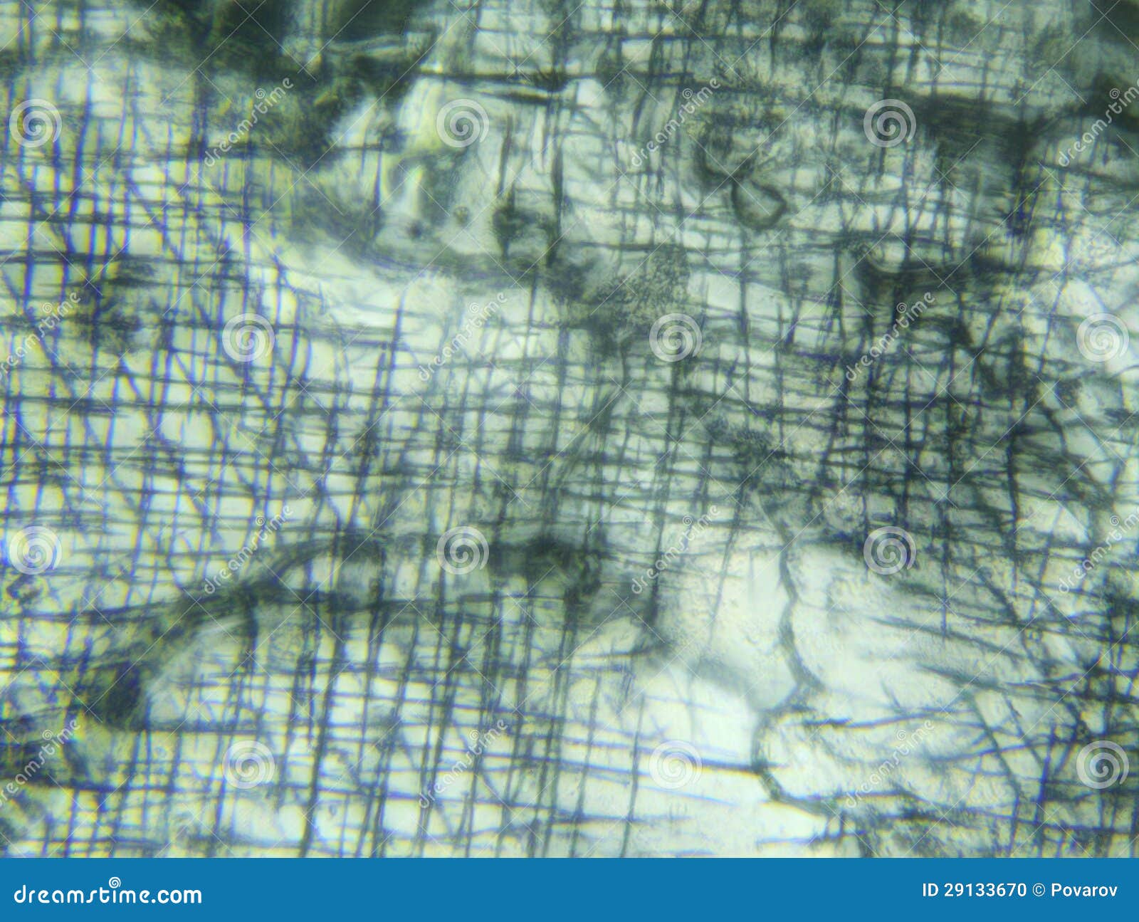 Fish Scales Under the Microscope Stock Photo - Image of flow