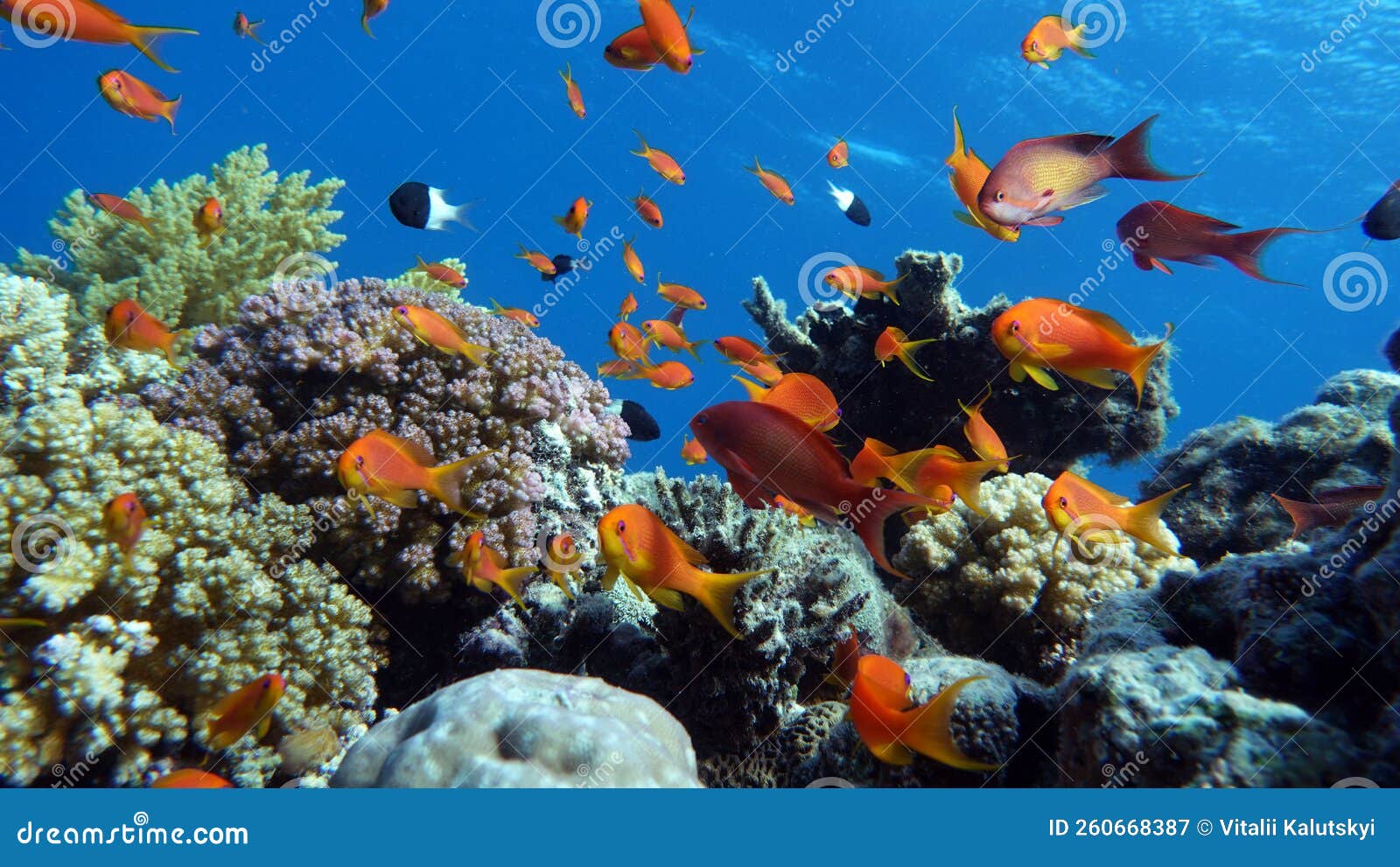 Fish - Sea Goldie. the Most Common Antias in the Red Sea Stock Image ...