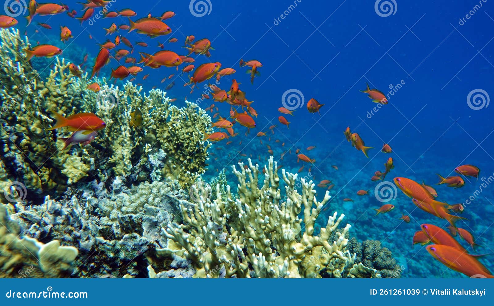 Fish - Sea Goldie. the Most Common Antias in the Red Sea. Divers See ...