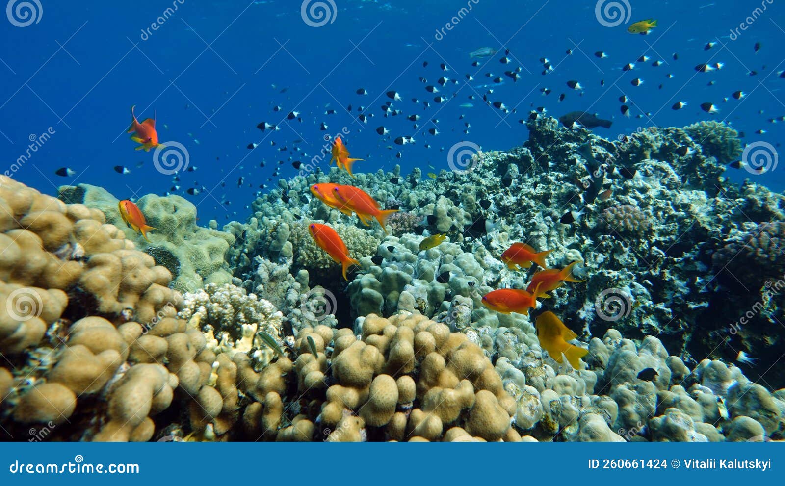 Fish - Sea Goldie. the Most Common Antias in the Red Sea Stock Photo ...