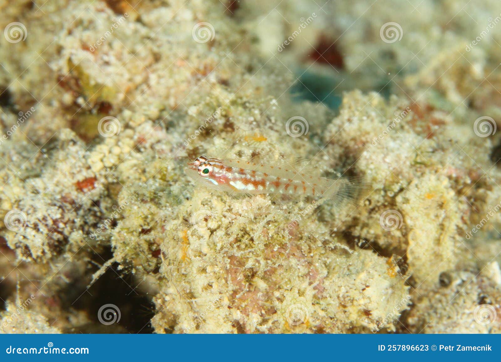 fish - sigillata pygmygoby