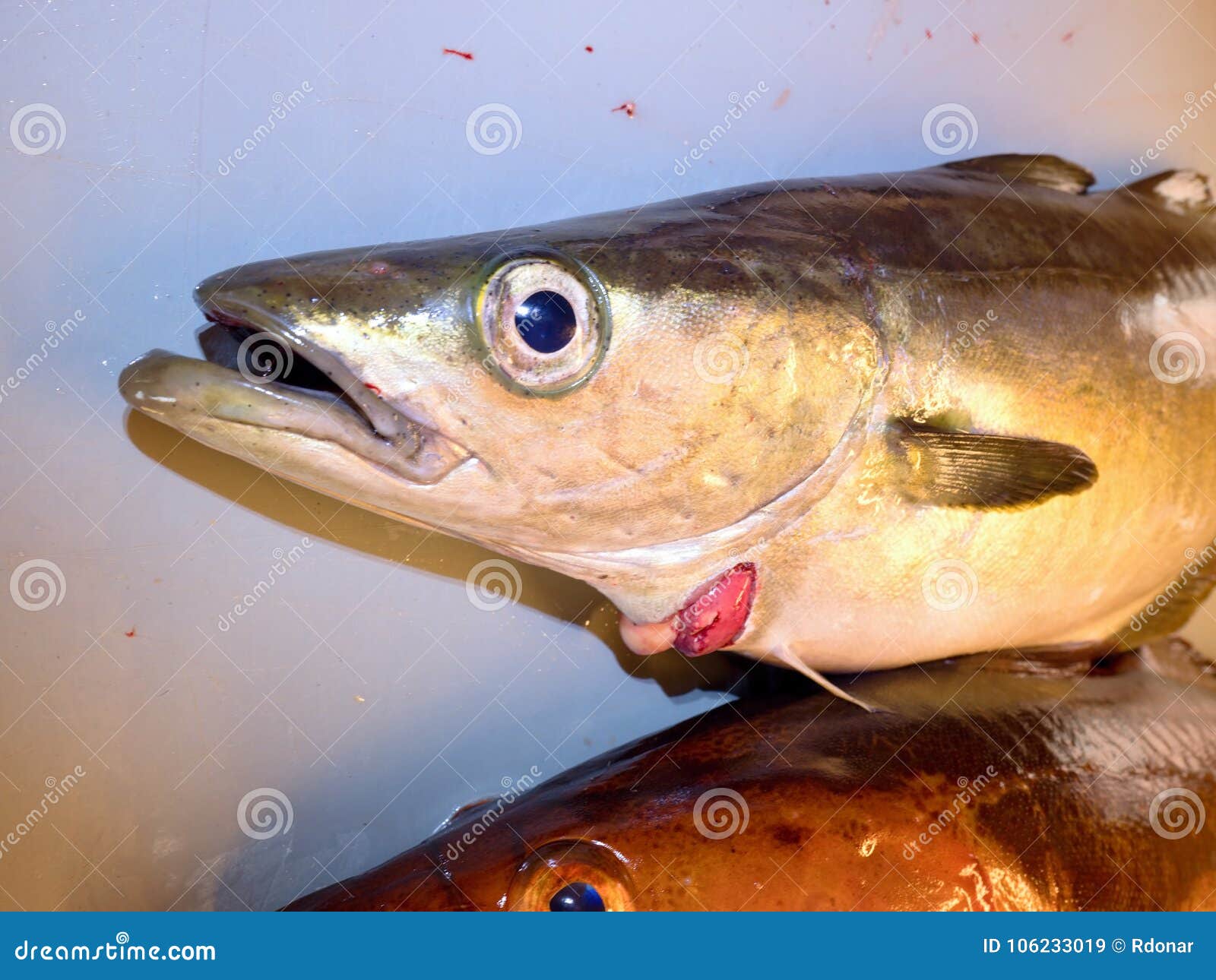 Fish Skeleton in a Plastic Crate. the Skeleton of the Cod Fish after