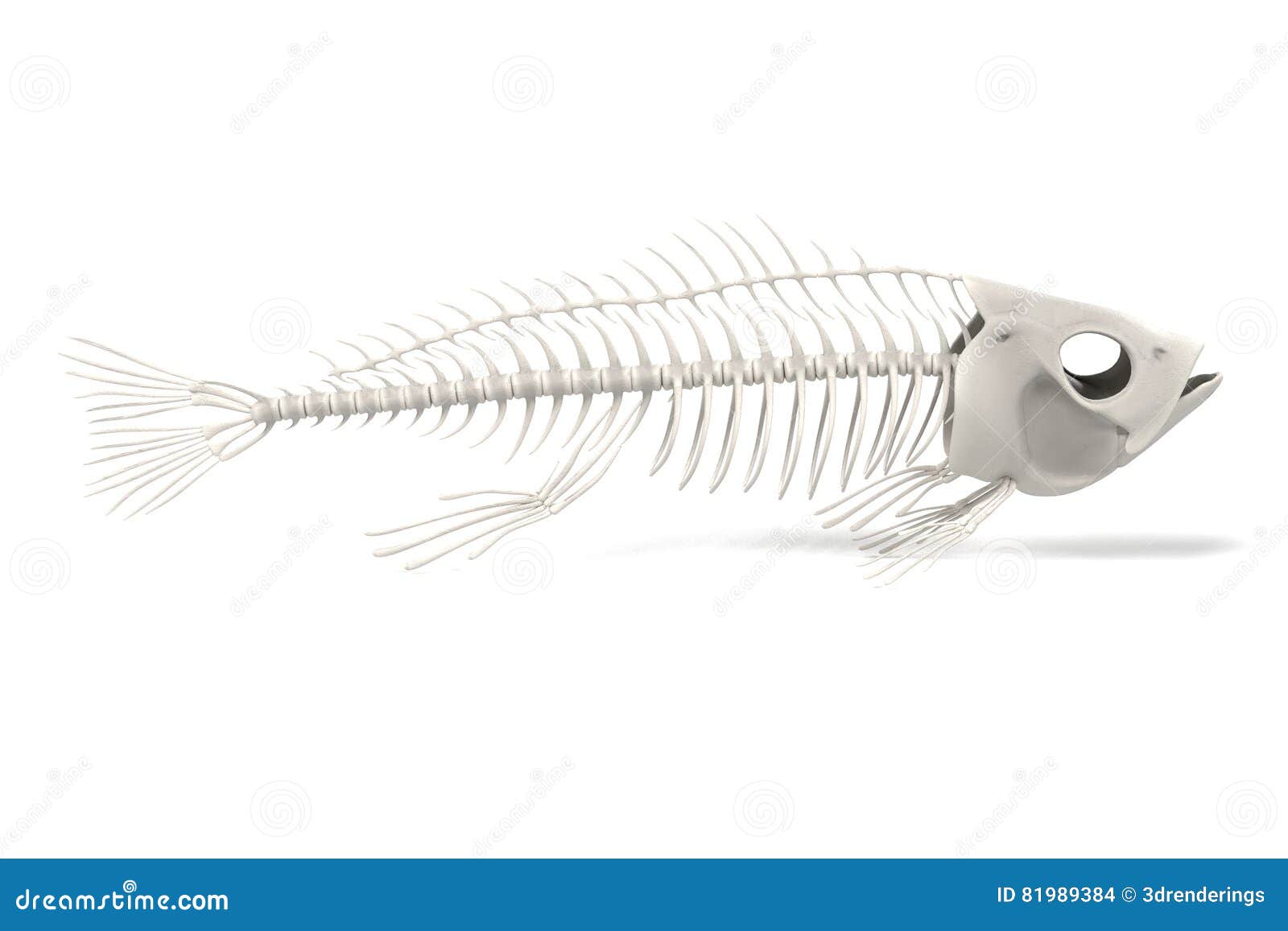 Fish skeleton stock illustration. Illustration of fish - 81989384