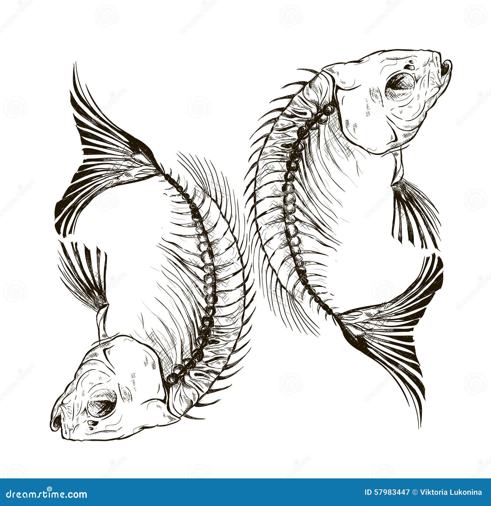 Download Fish skeleton stock vector. Illustration of sign, explosive - 57983447