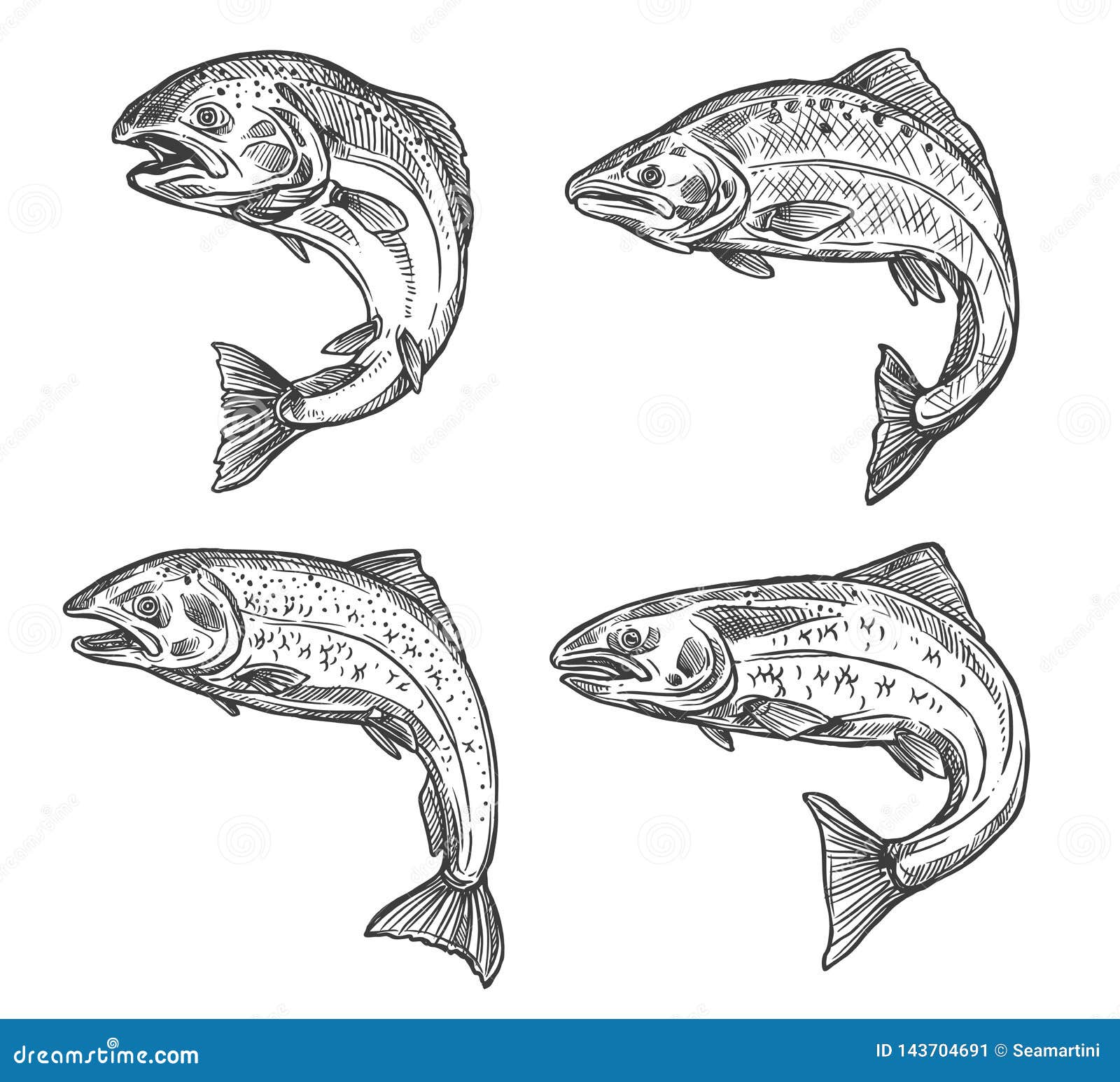 https://thumbs.dreamstime.com/z/fish-sketch-salmon-trout-fishing-catch-vector-isolated-icons-symbols-seafood-fisher-freshwater-river-saltwater-sea-143704691.jpg