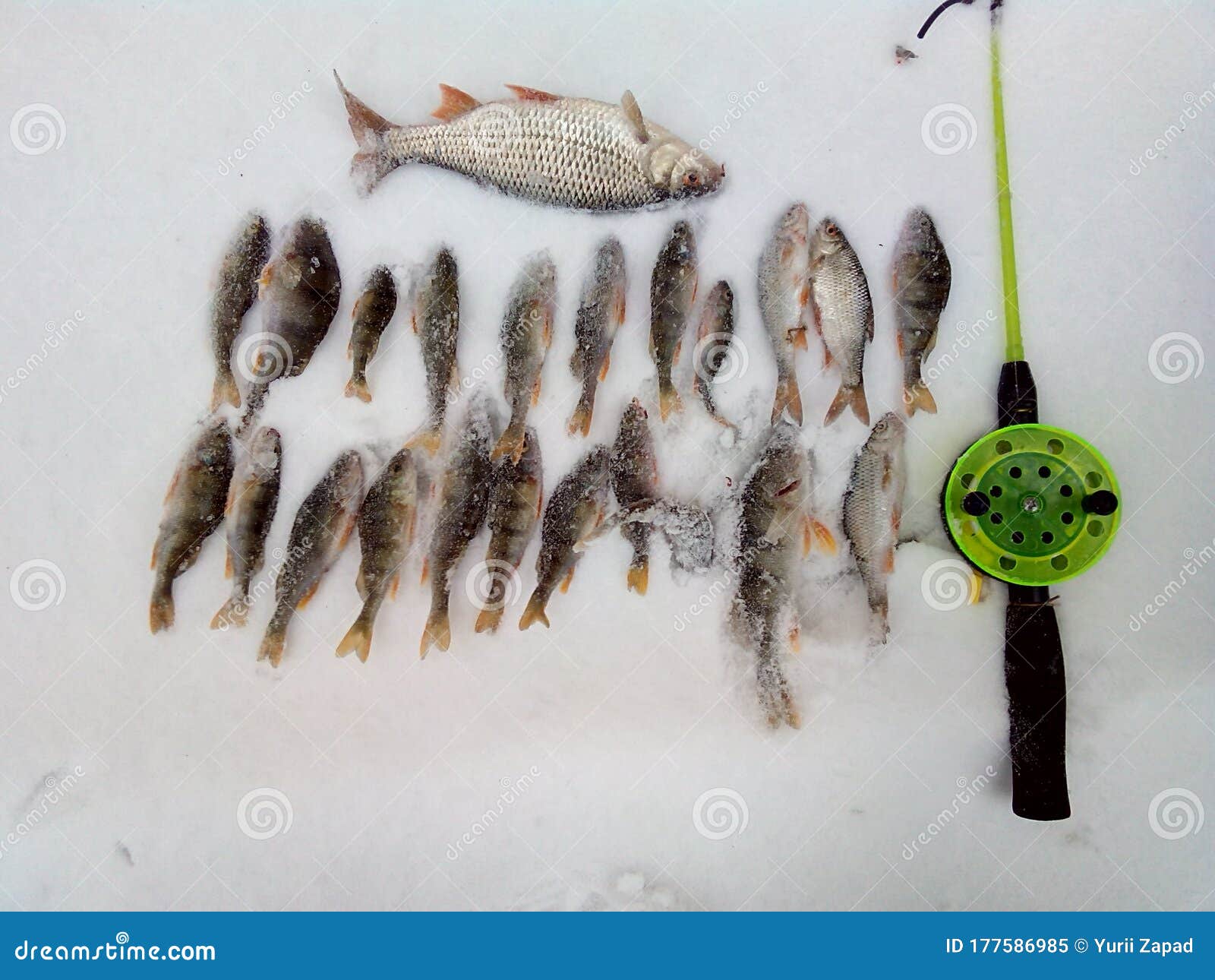 Fish in the snow stock image. Image of catch, winter 177586985