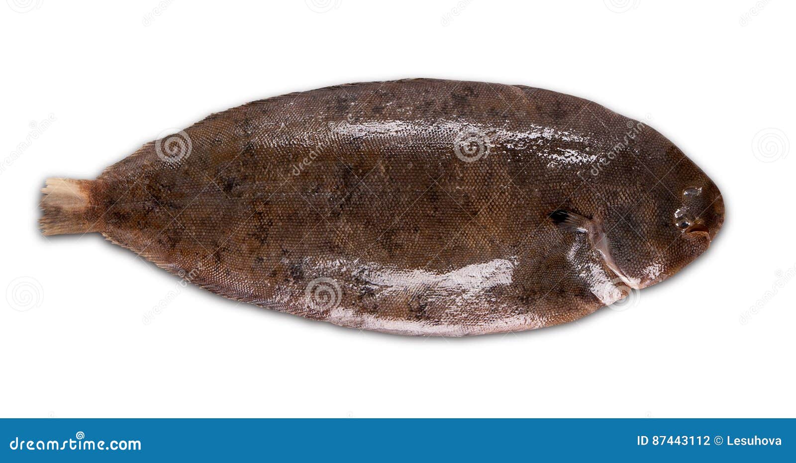 Fish sole stock photo. Image of dover, food, nutrition 87443112