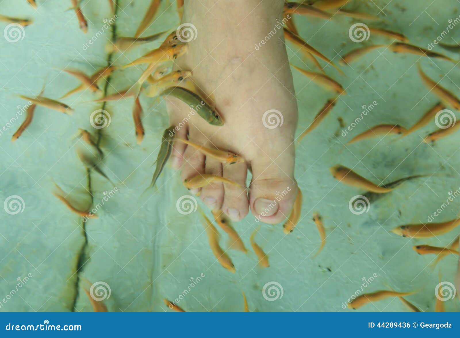 Fish Spa Skin Therapy stock photo. Image of hygiene, eating 44289436