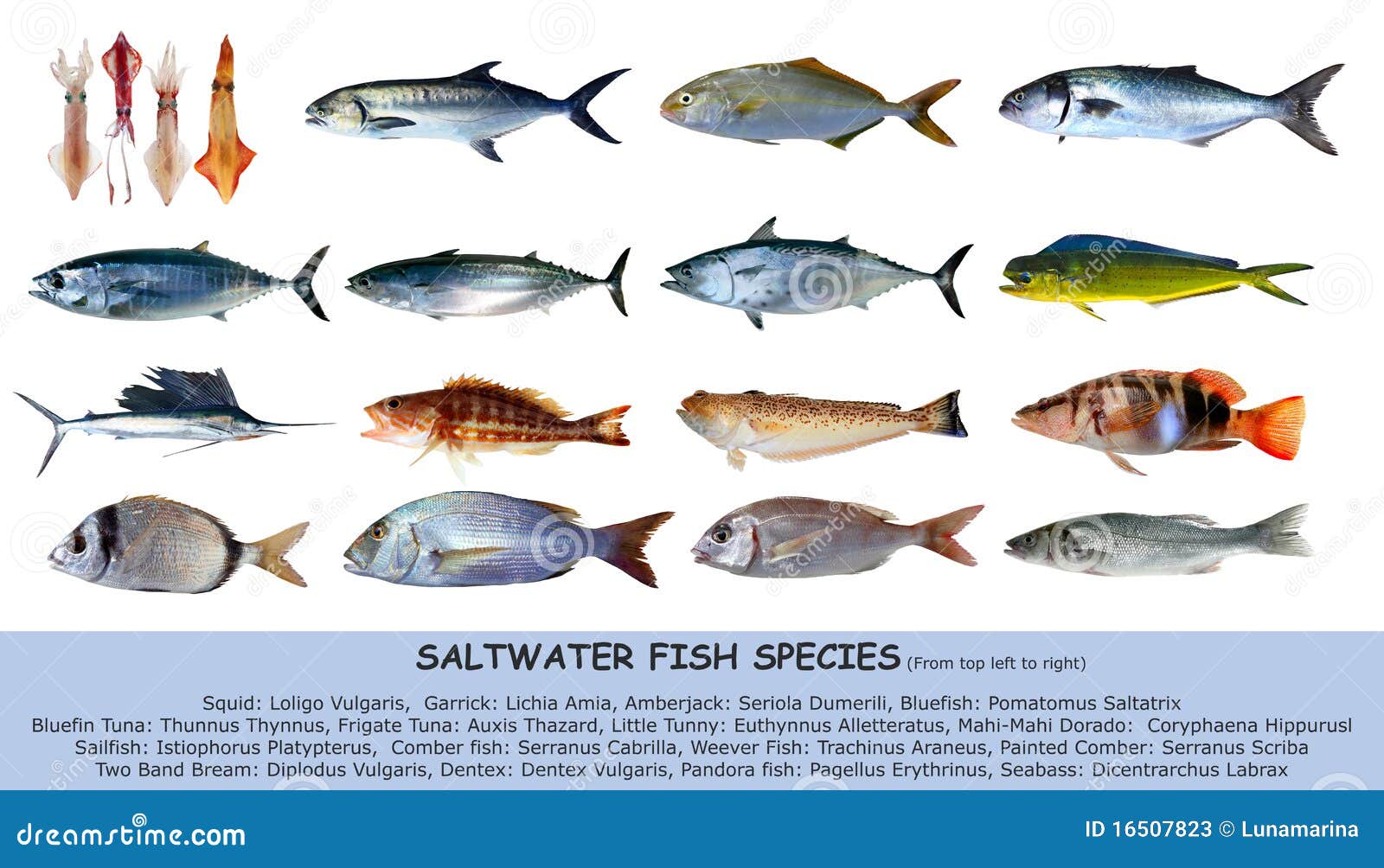 Saltwater Fish Chart Pictures