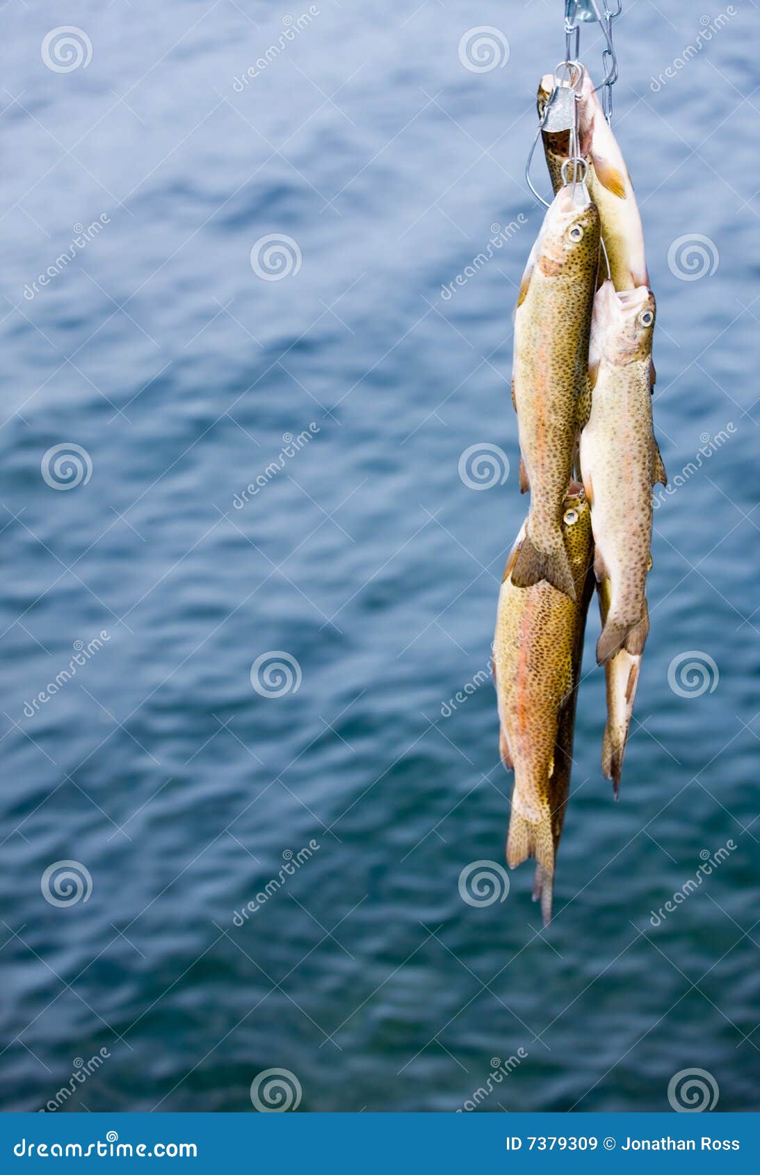 Fish on string stock image. Image of leisure, close, fish - 7379309