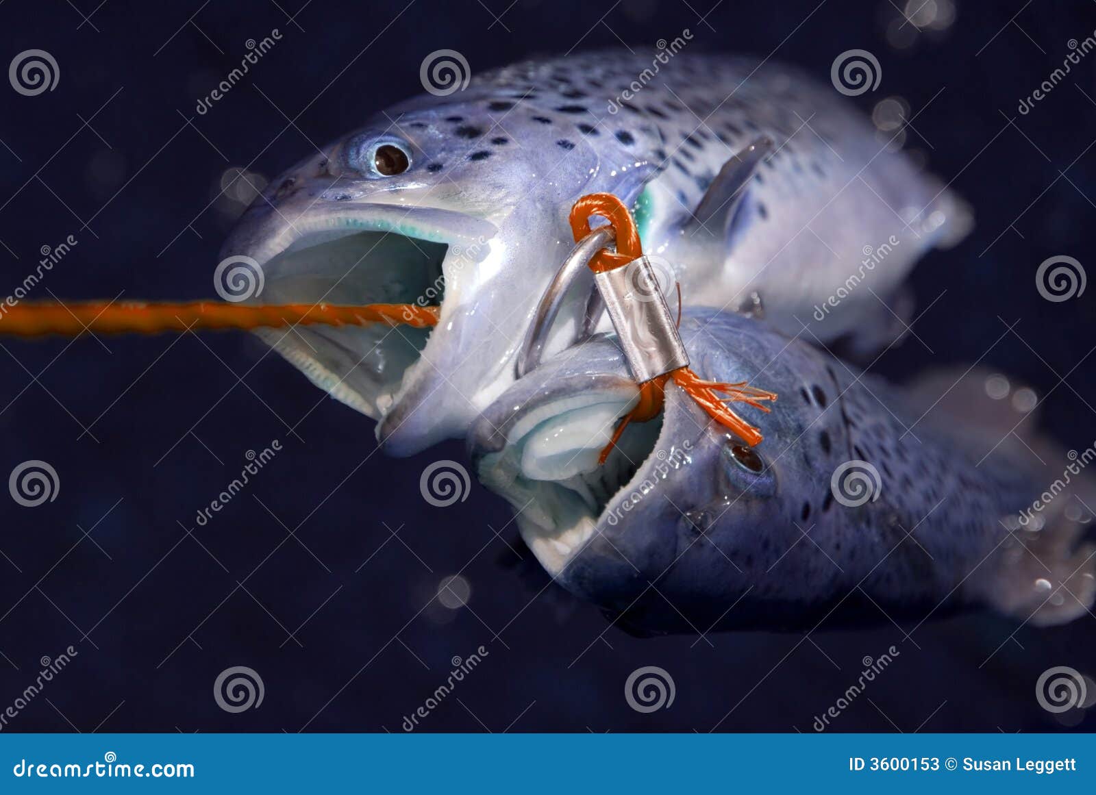Fish on stringer stock image. Image of stream, closeup