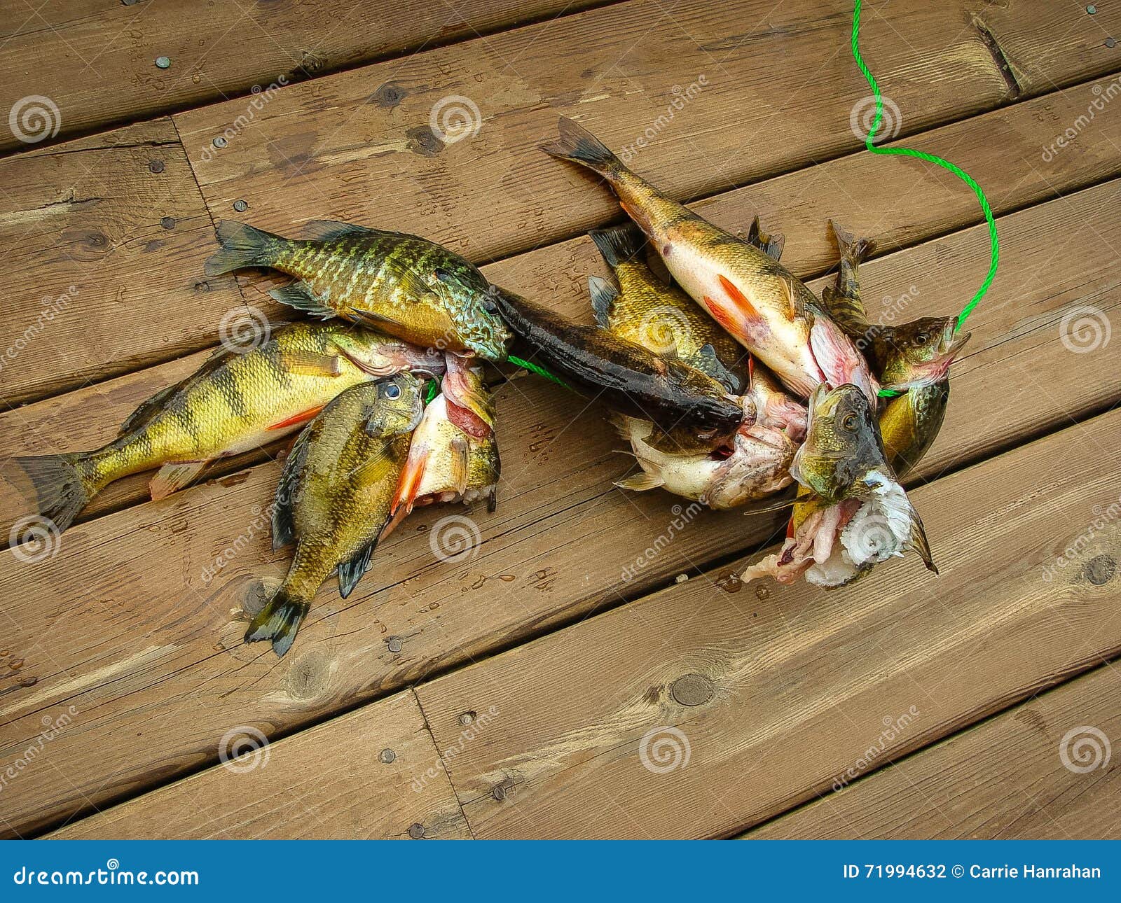 Fish Strung on a Fishing Stinger Laying on a Wooden Deck Stock Photo -  Image of stinger, eaten: 71994632