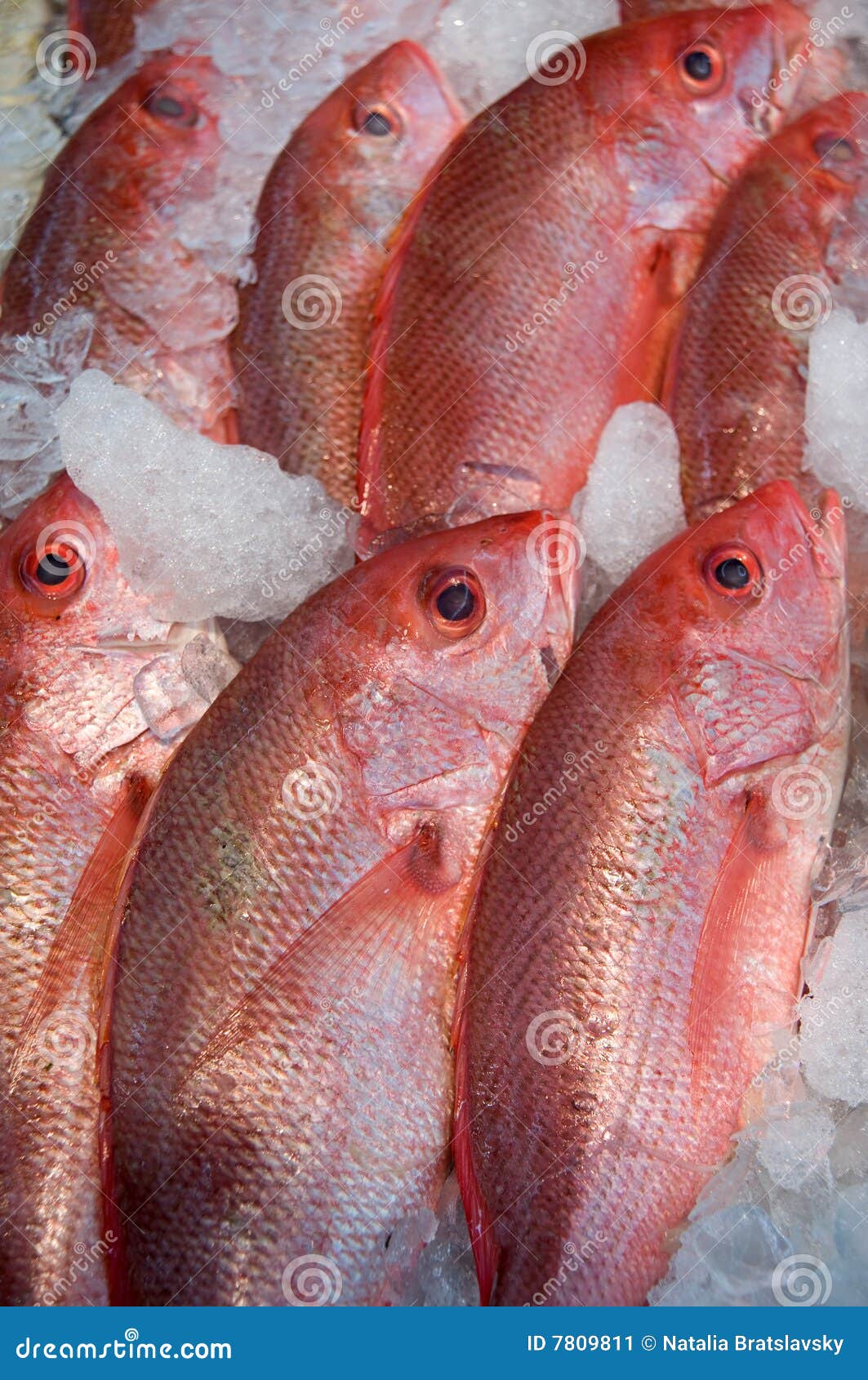 Snapper in chinese