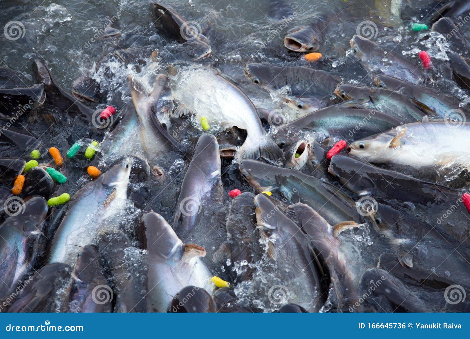 Fish Swimming on Agriculture Farm Stock Photo - Image of color ...