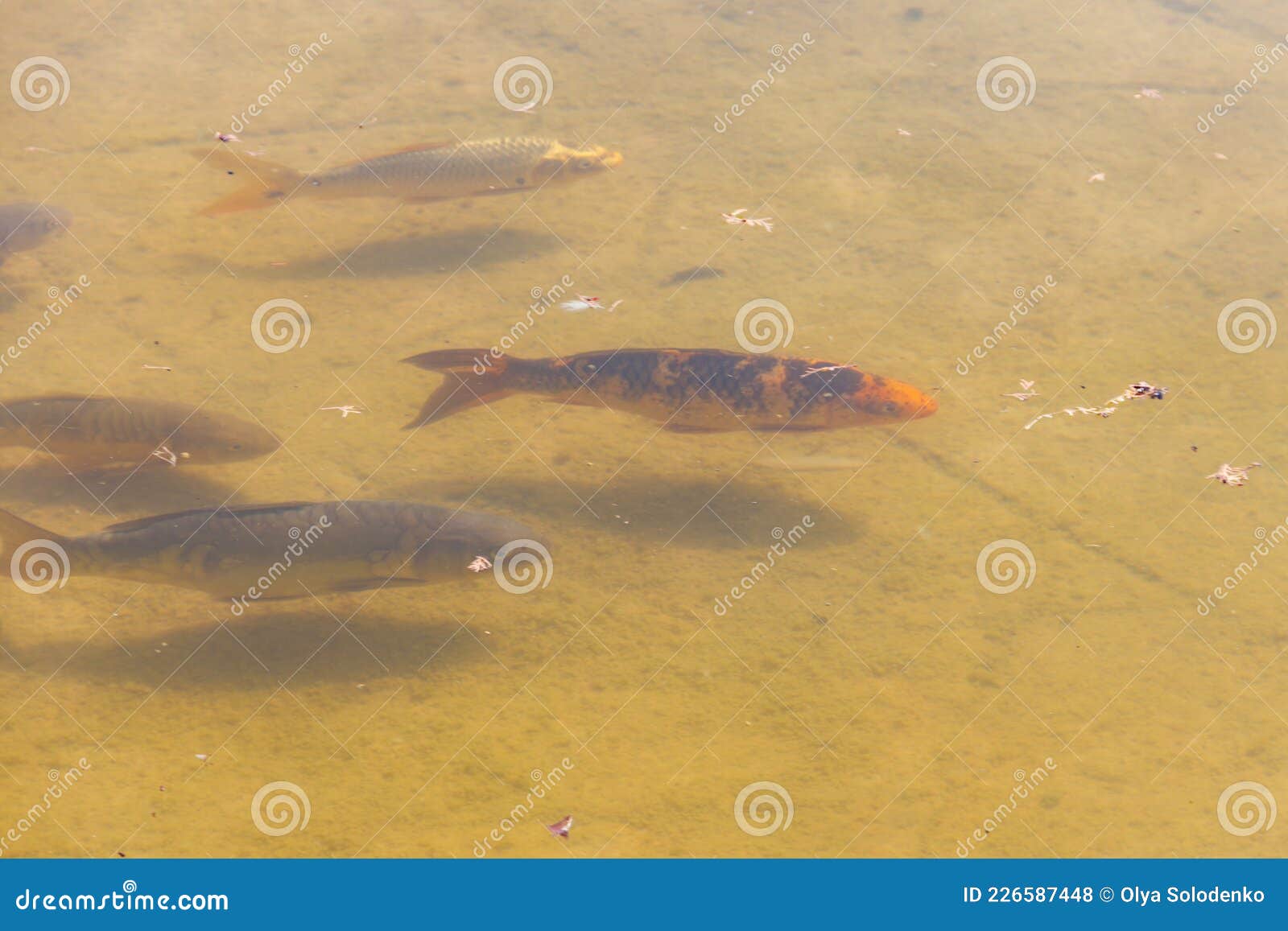 Fish Swimming in Artificial Pond Stock Photo Image of season, fauna