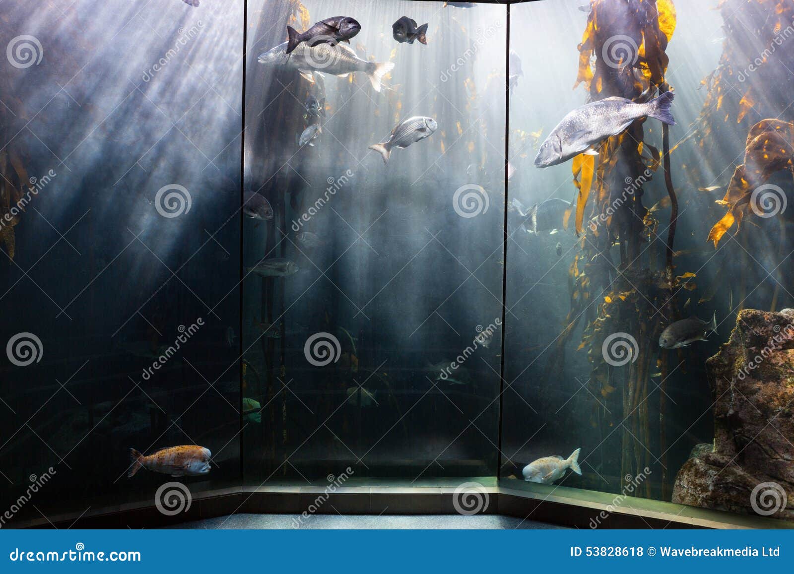 Yellow Algae On Rocky Nort Irish Coastline Stock Photography