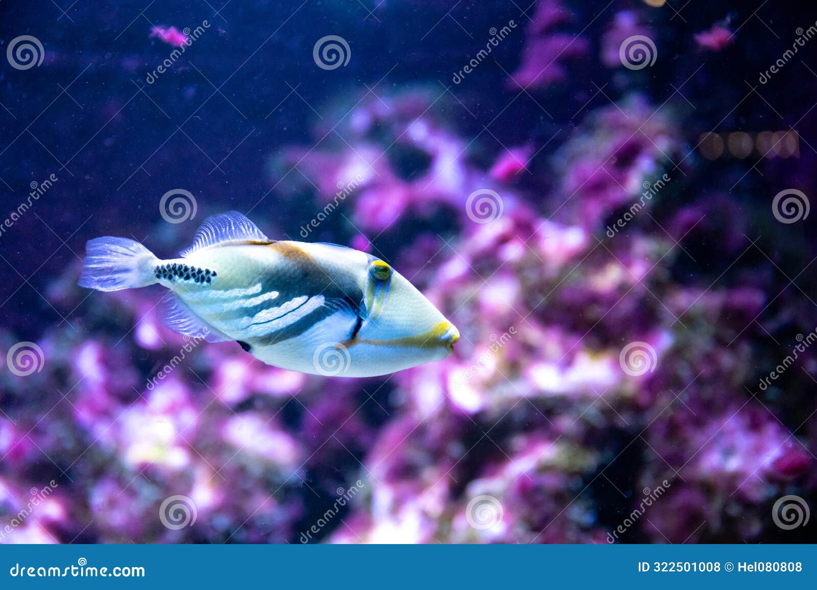 Blackbar Triggerfish - Rhinecanthus Aculeatus - Picasso Fish in ...
