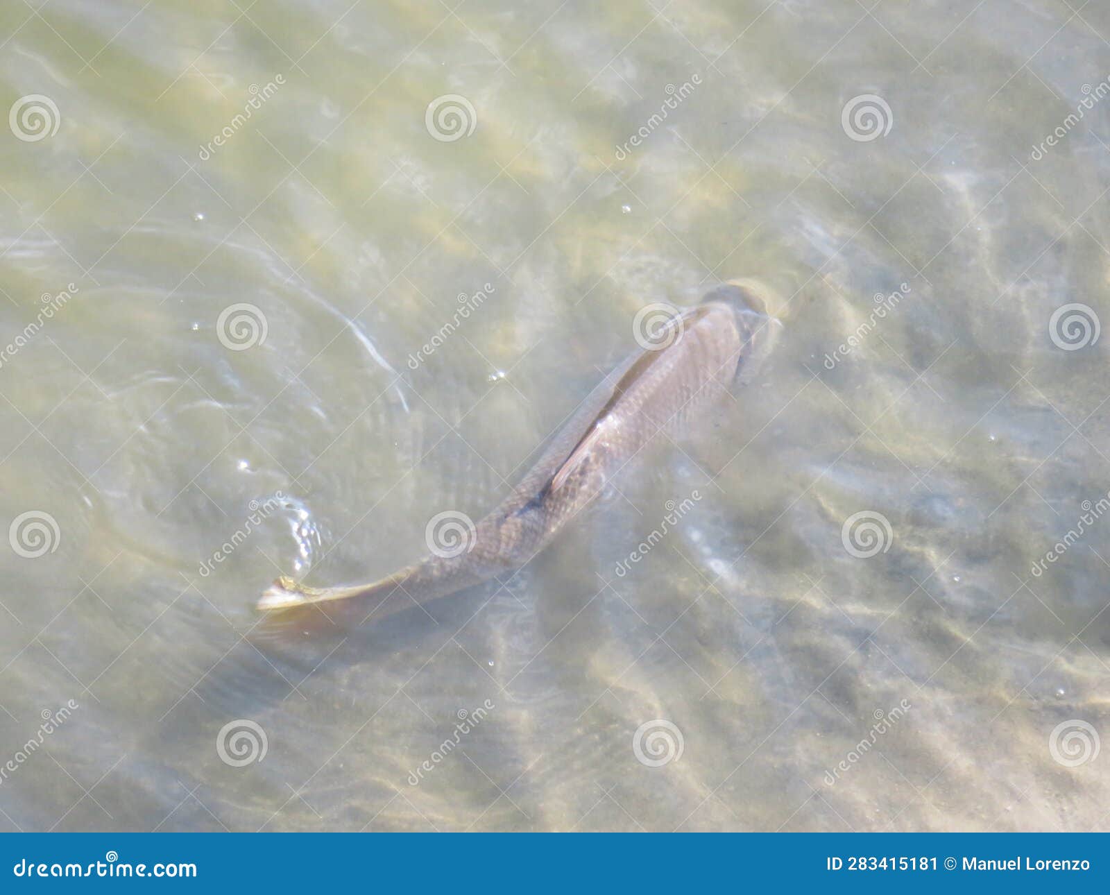 fish swimming in the river sunbathing looking for food