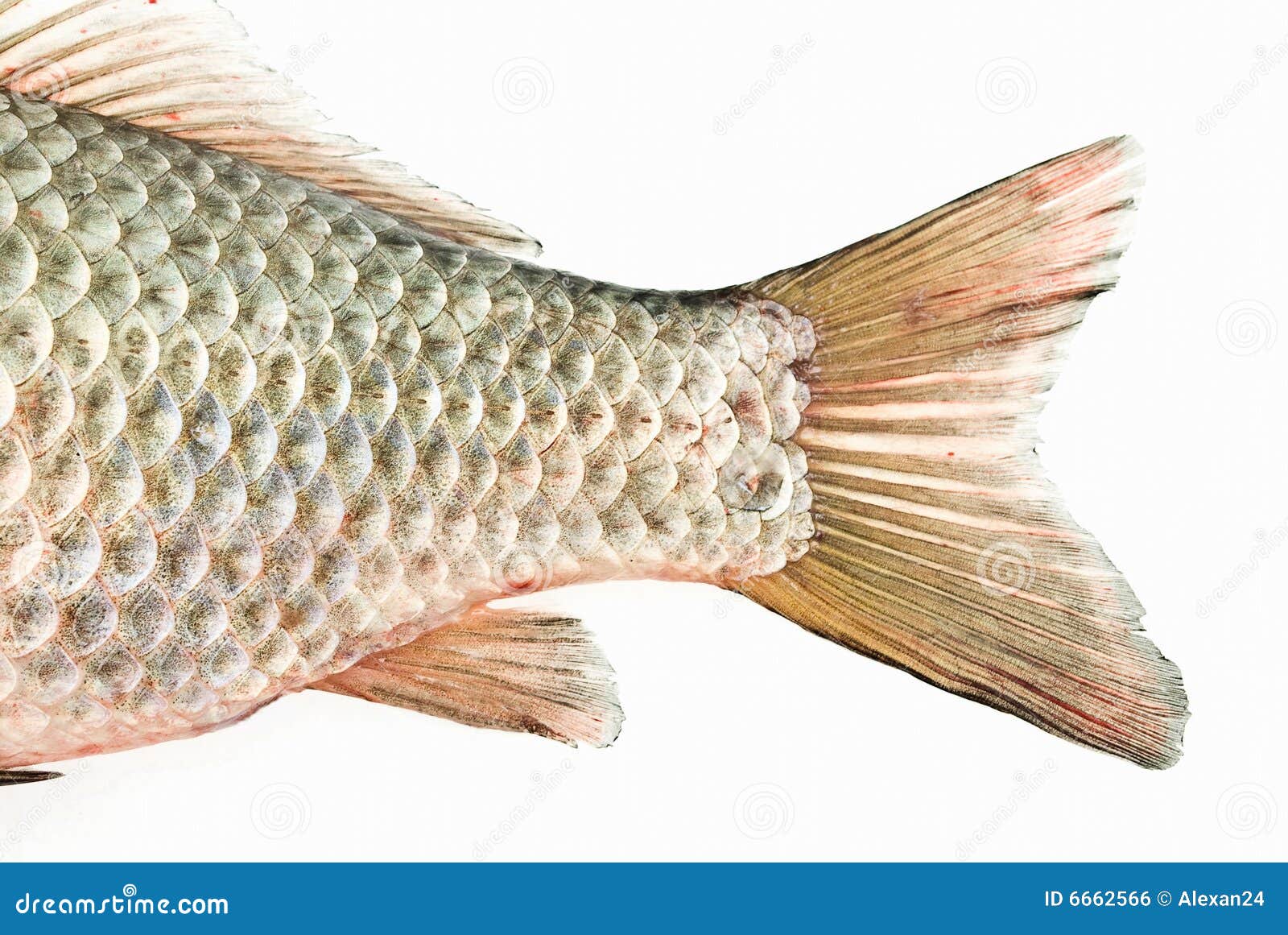 Fish tail stock photo. Image of river, scale, swimming - 6662566