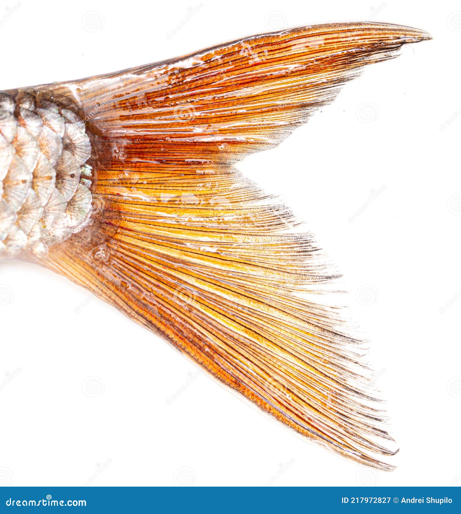 Fish Tail Isolated on a White Background. Stock Image - Image of  background, tail: 217972827