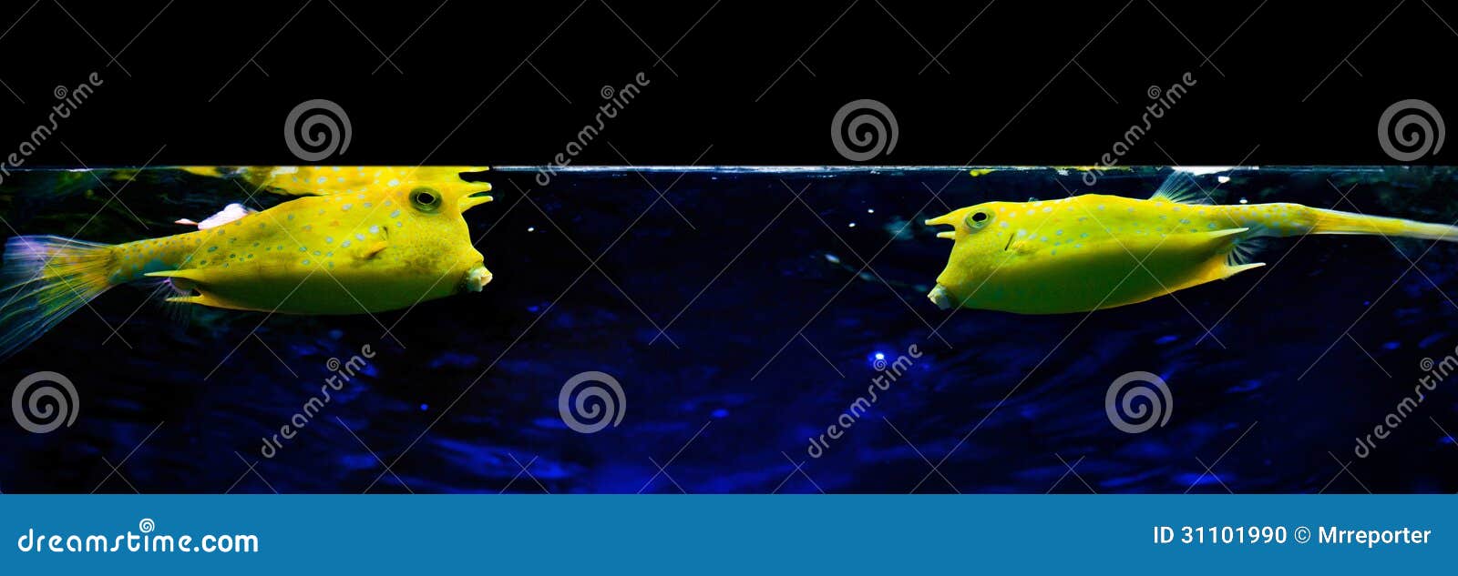 Fish talk stock photo. Image of ocean, coral, fight, relations 31101990