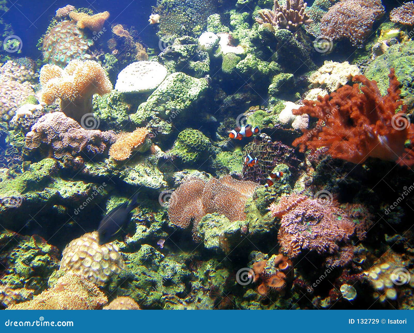 Fish Tank with Coral and Sponges Stock Image Image of coral, coast
