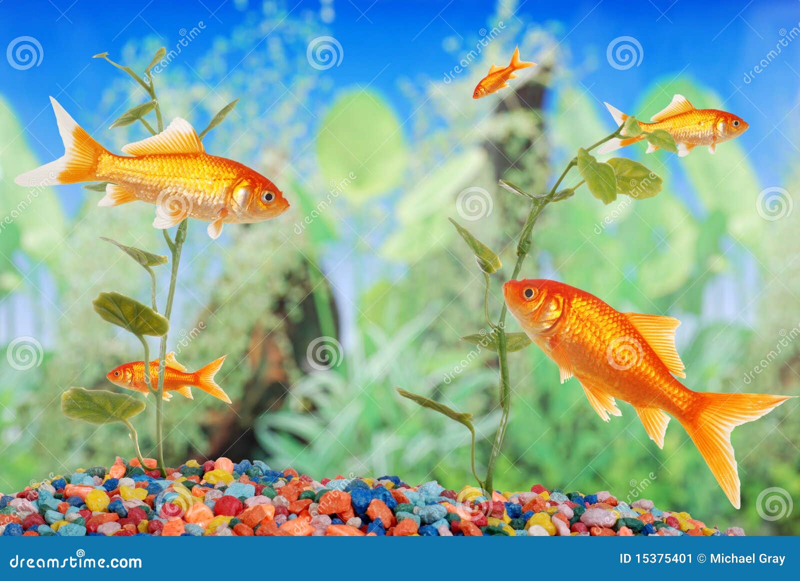 Fish tank with goldfish stock image. Image of fish, closeup - 15375401