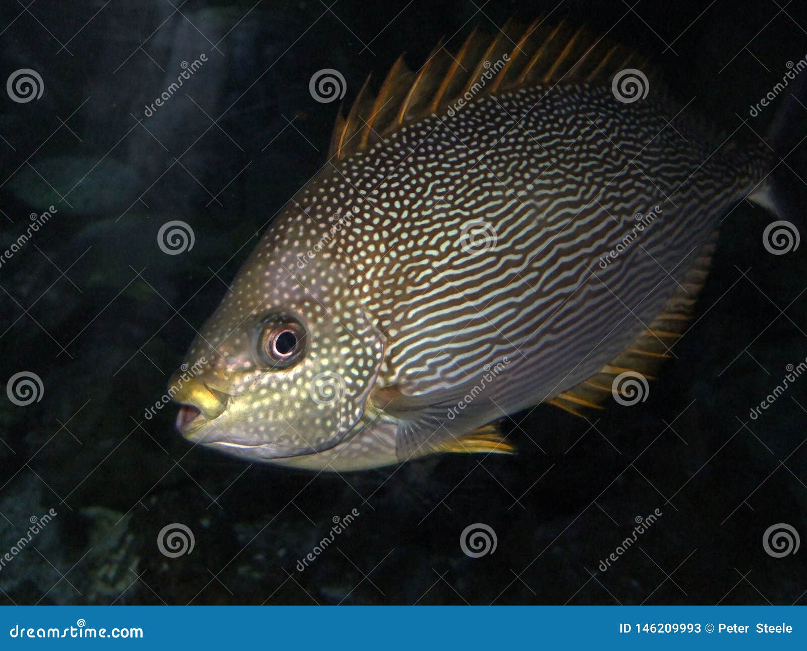 Fish in a tank in Ireland stock image. Image of ireland 146209993