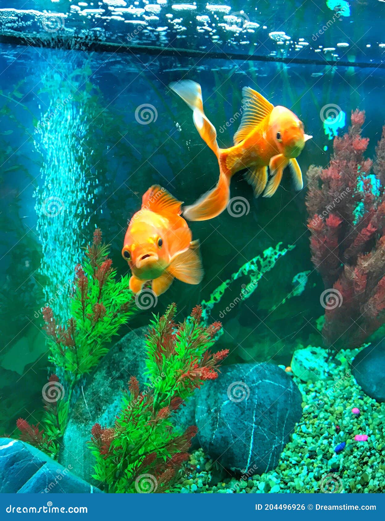 Fish tank stock photo. Image of fish, tank, water, life 204496926