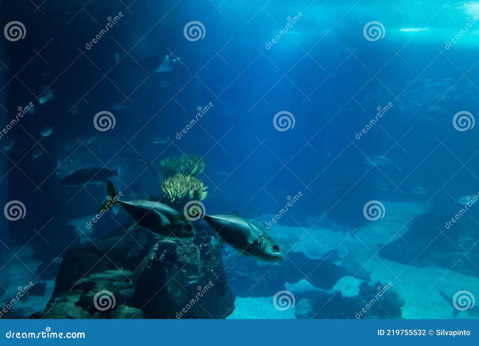 Fish Tank with Several Species. Underwater Photography Stock Photo
