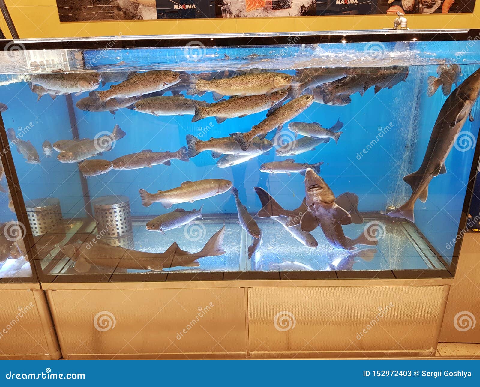 Fish Tank in a Supermarket Water Stock Image Image of fresh, pond