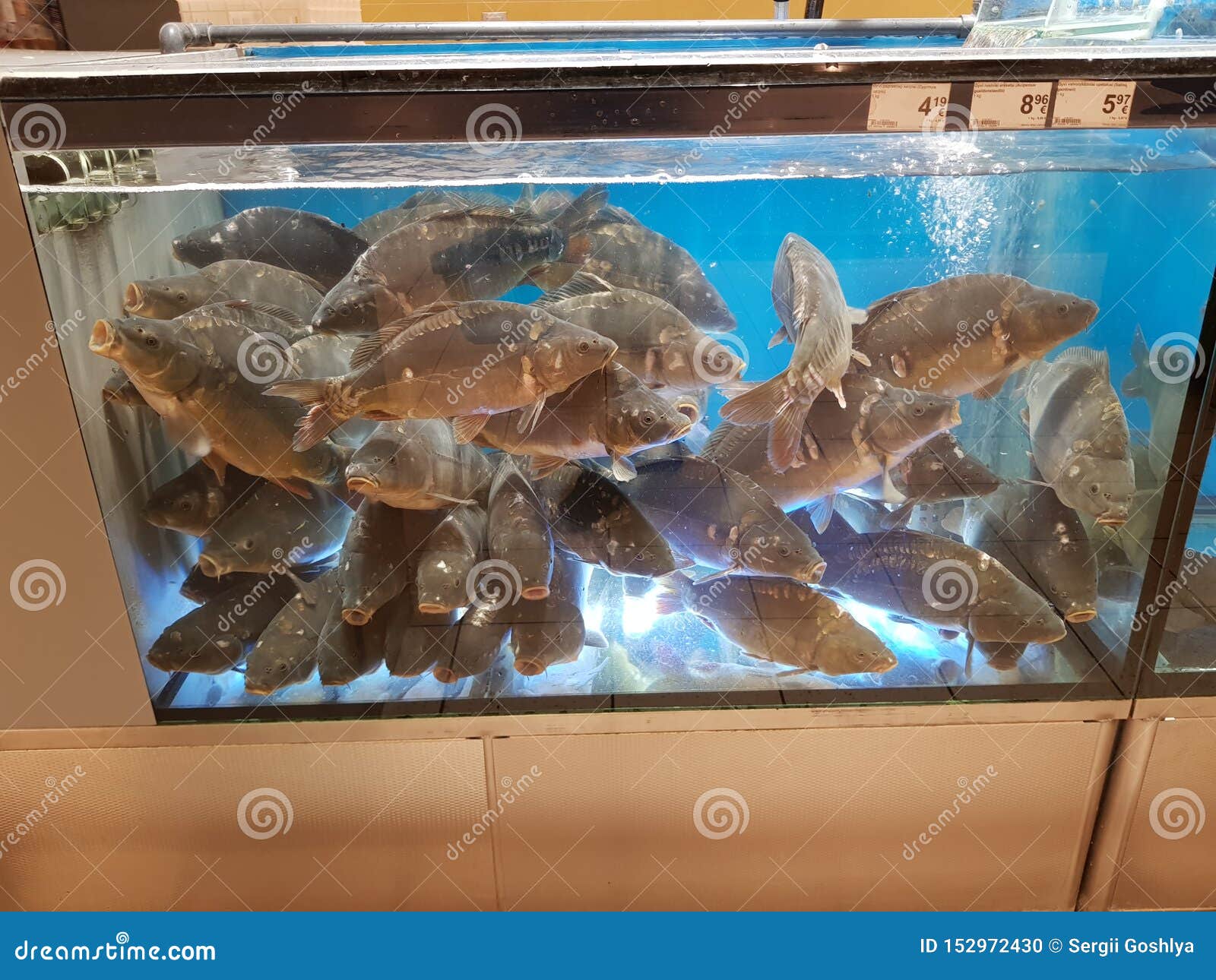 Fish Tank in a Supermarket Water Stock Photo Image of closeup