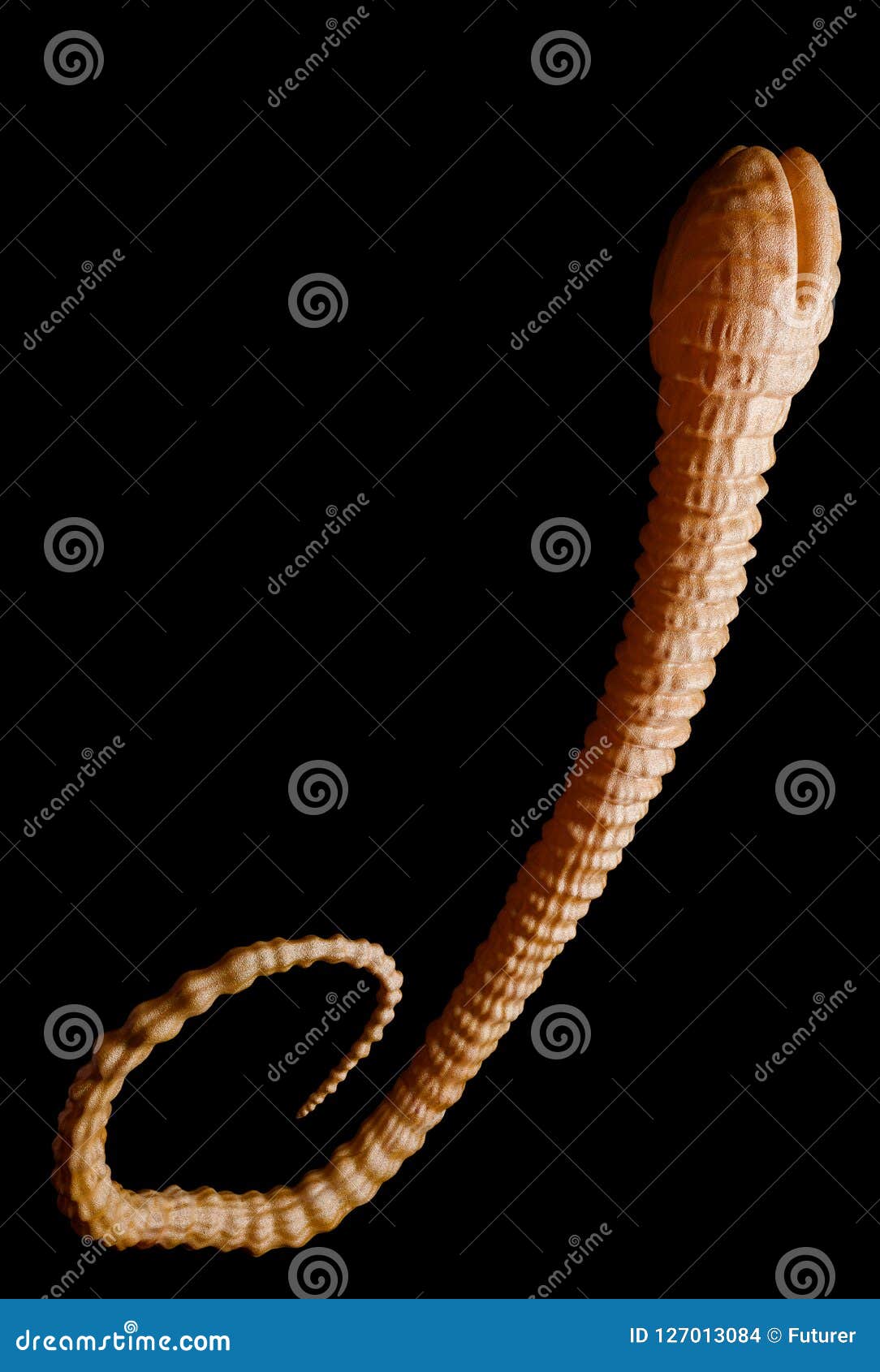 tapeworm under a microscope