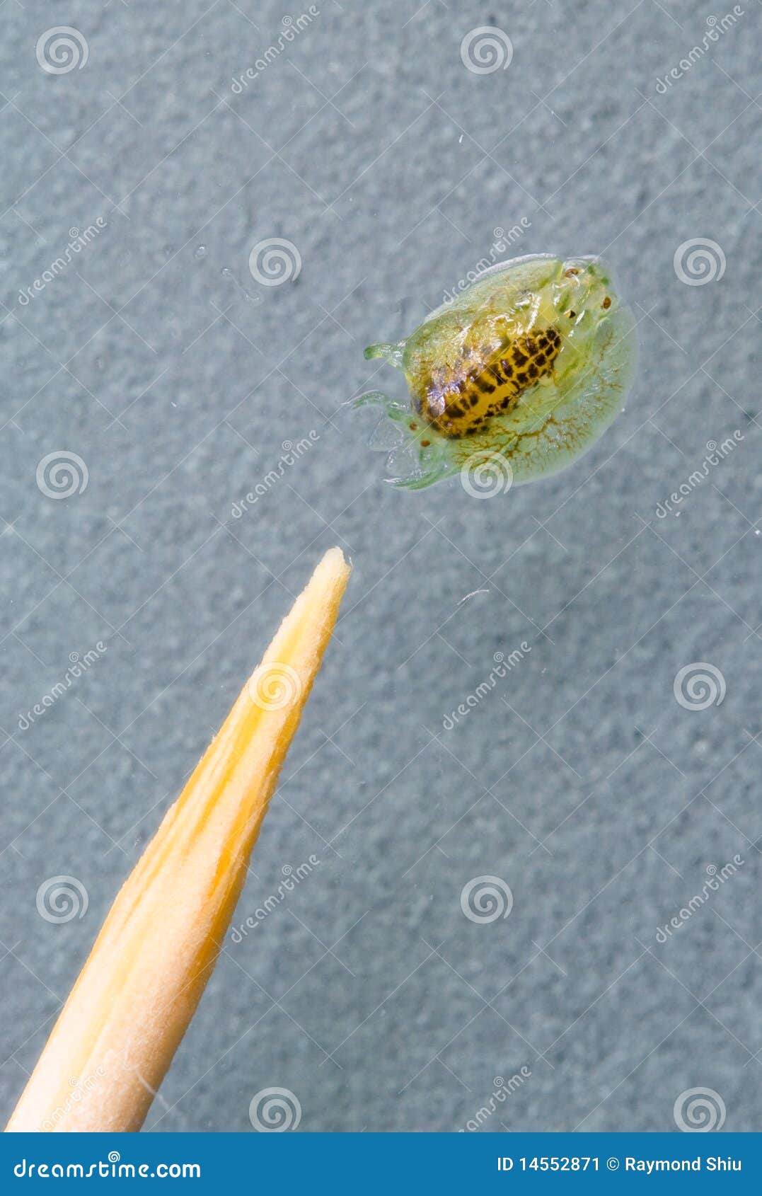 Fish TIck Stock Image Image 14552871