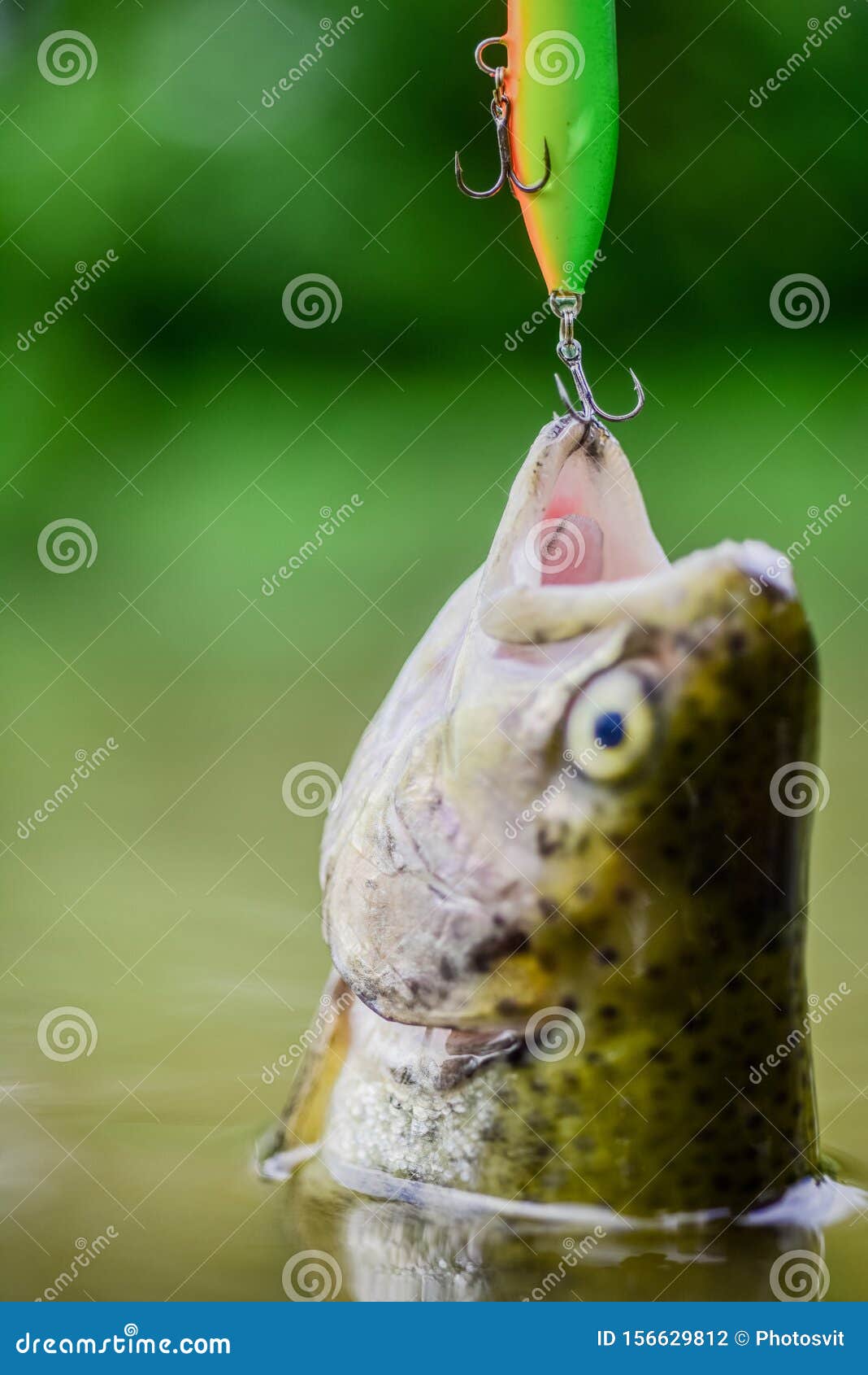 Fish Trout Caught in Freshwater. Fish Open Mouth Hang on Hook