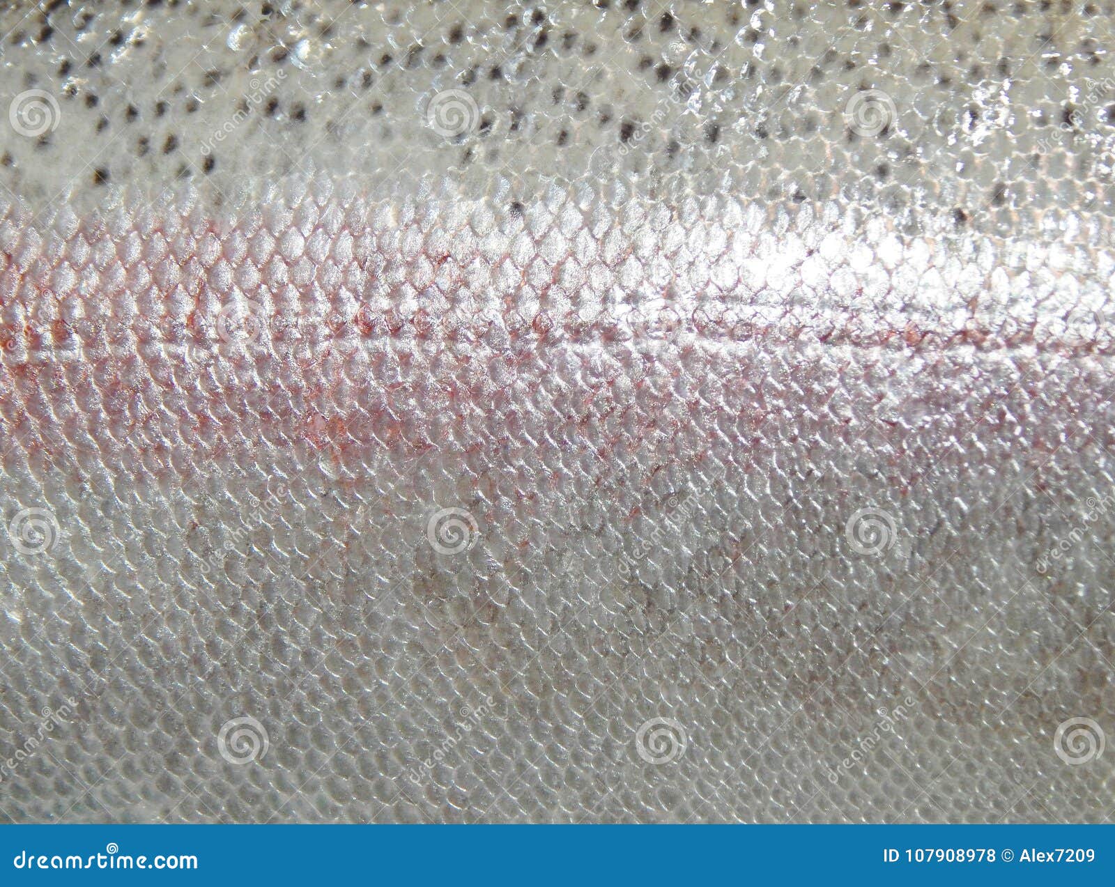 Trout skin texture stock photo. Image of shiny, animal 107908978