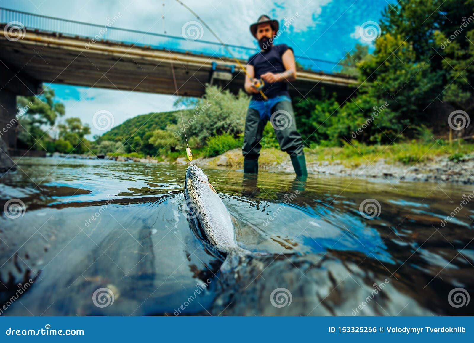 Fish Trout on a Hook. Fly Fishing for Trout. Catching a Big Fish with a  Fishing Pole. Trout. Fishing Stock Photo - Image of catching, fishrod:  153325266