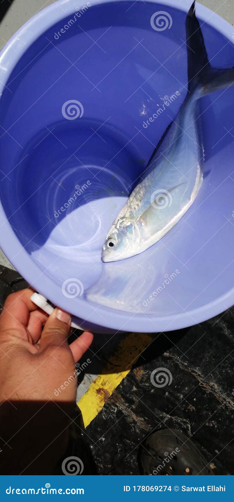 Fish in tub stock photo. Image of nature, fish, animals 178069274