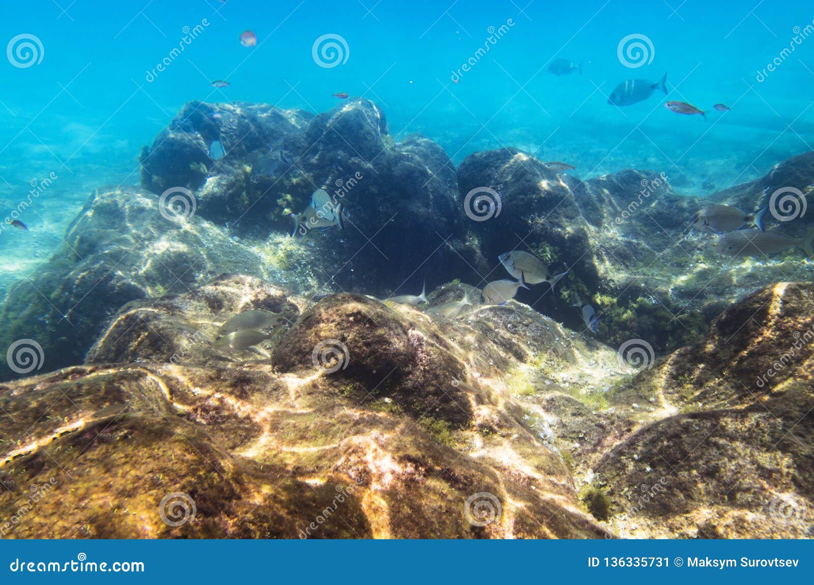 Fish at an underwater rock stock image. Image of salpa 136335731
